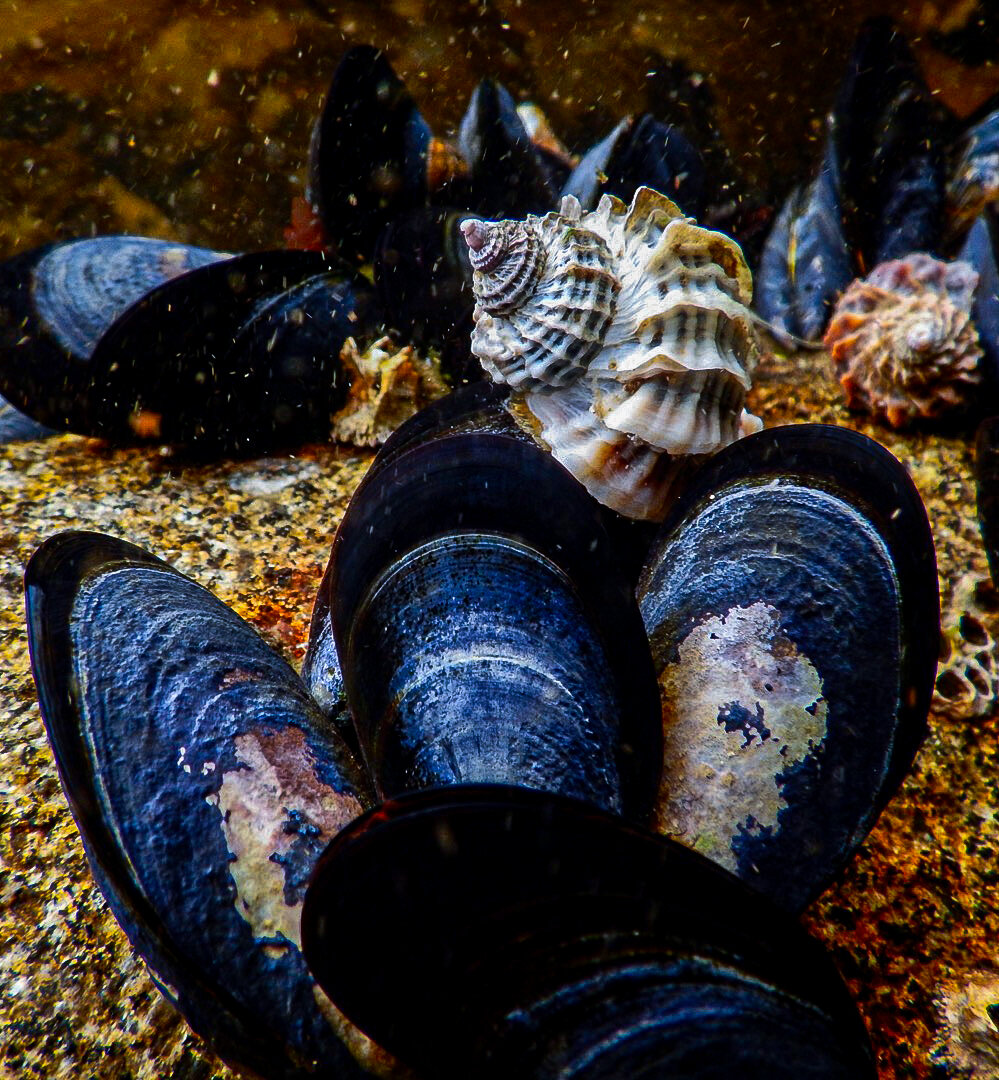 Blue mussel - Photo by Jaime Ojeda