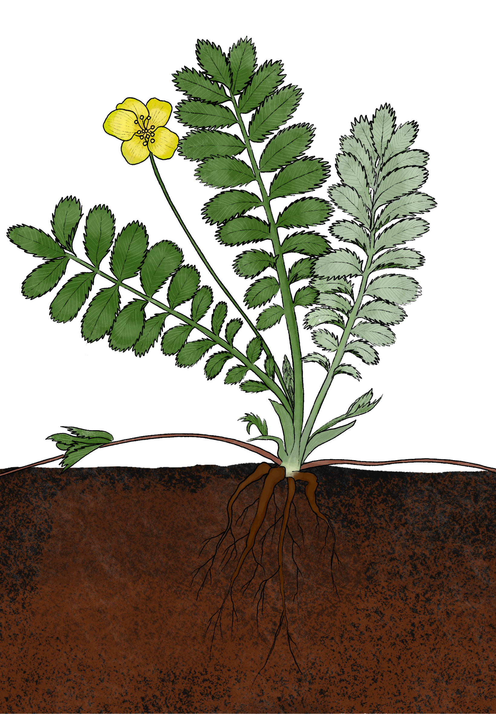 Pacific silverweed - Illustrated by Lilly Crosby