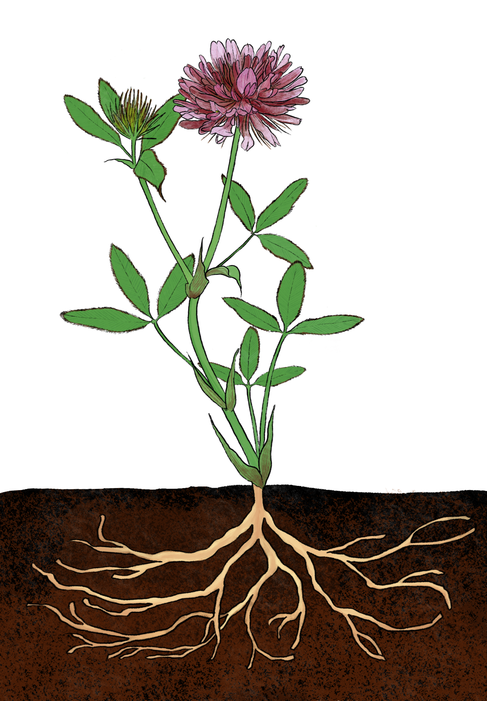 Springbank clover - Illustrated by Lilly Crosby