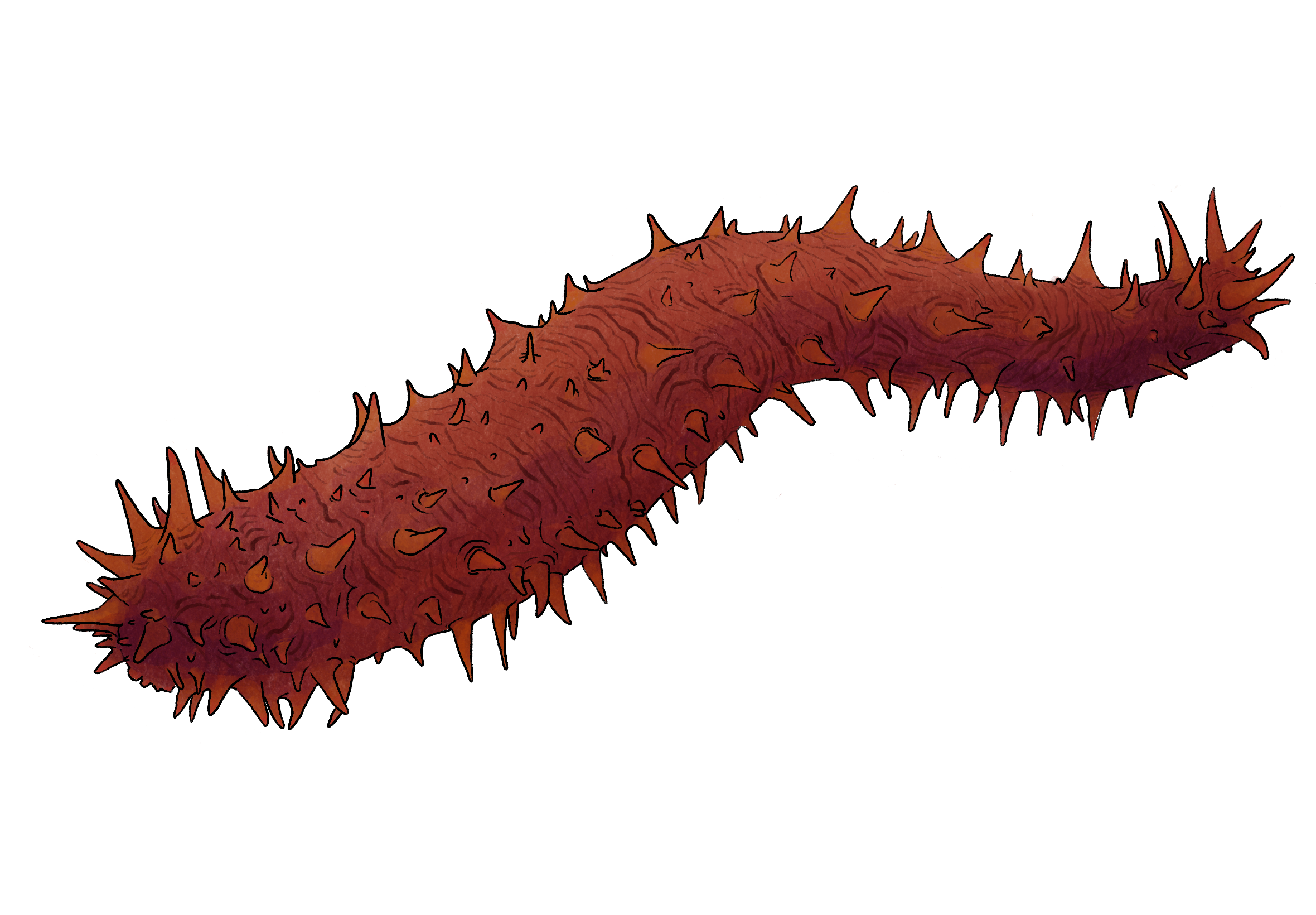 Giant California sea cucumber - Illustrated by Lilly Crosby