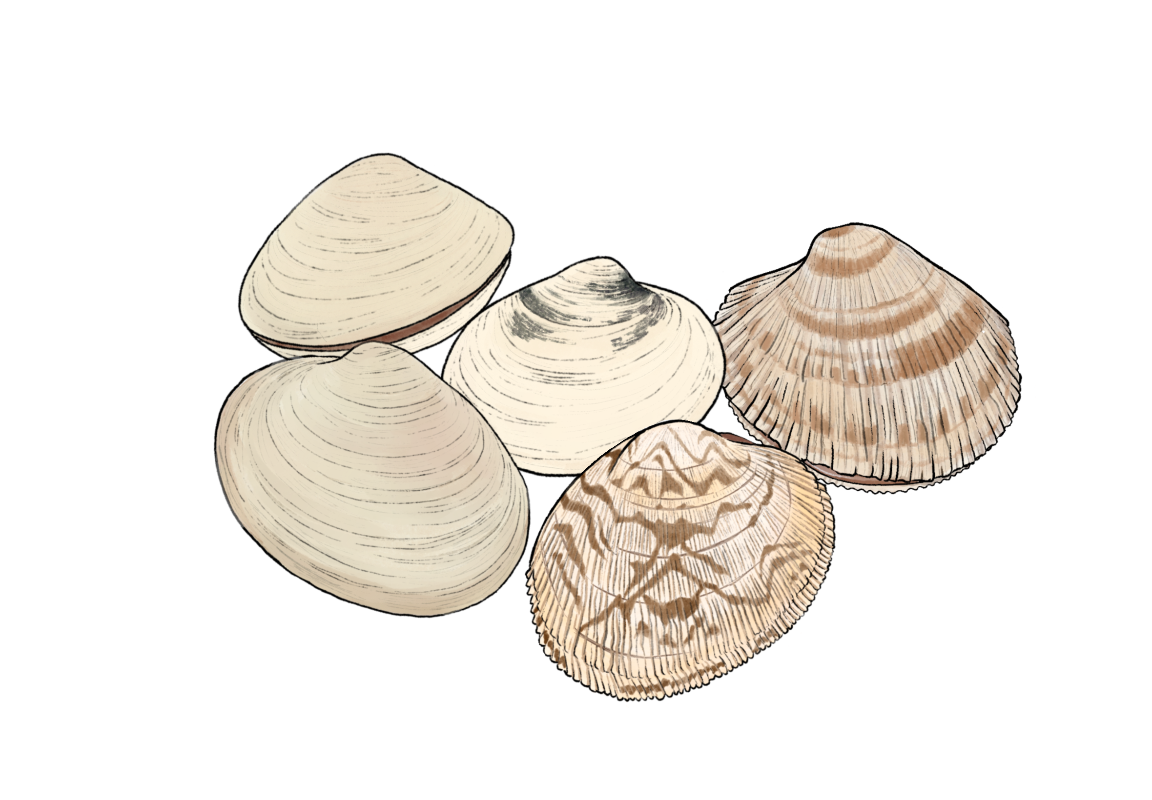 Butter and littleneck clams - Illustrated by Lilly Crosby