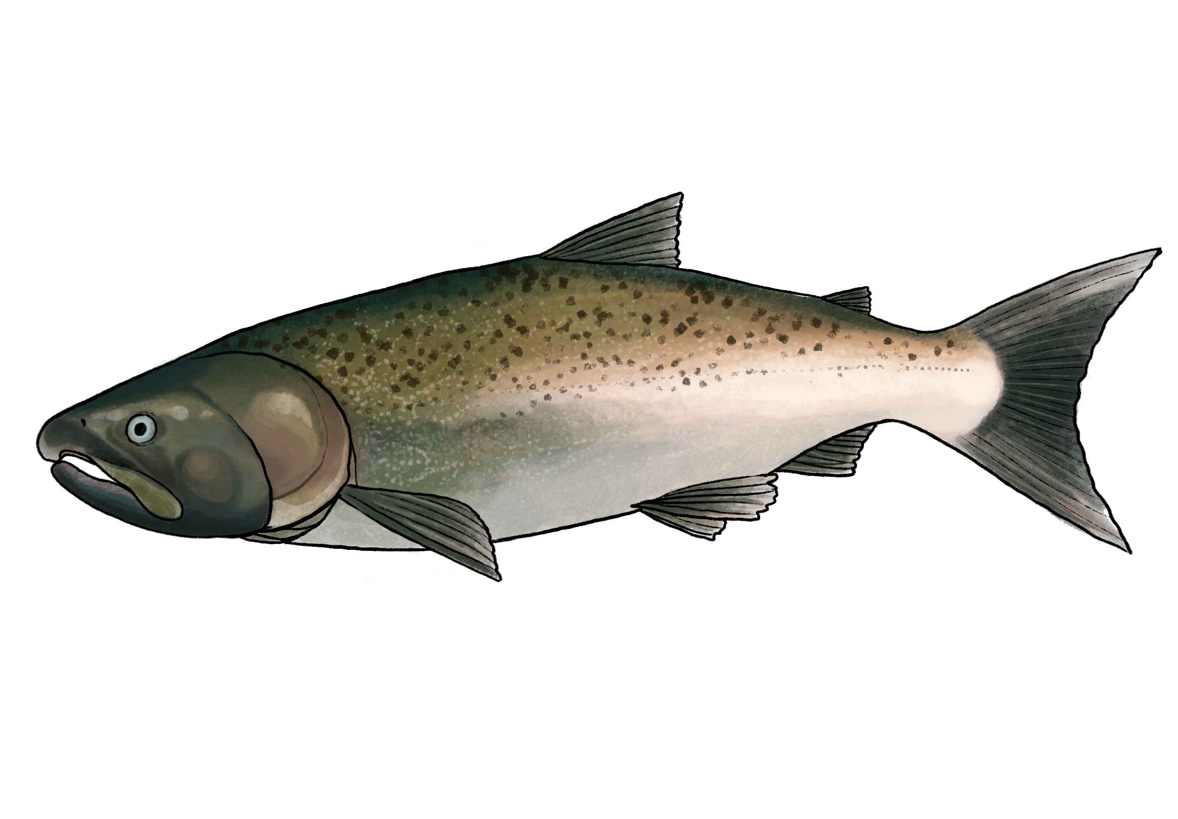Silver salmon (O. kisutch) - Lilly Crosby