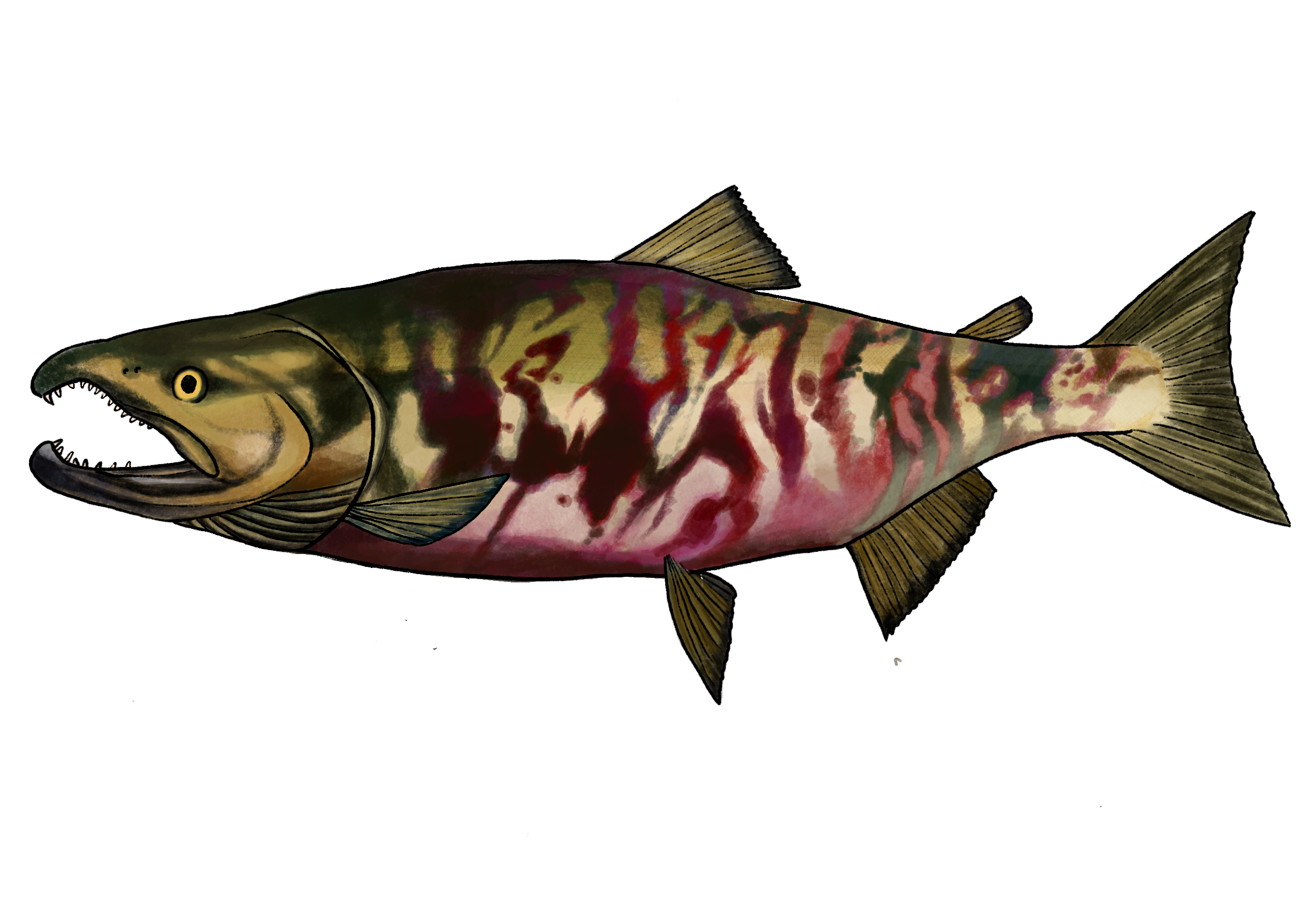Chum salmon (O. keta) - Lilly Crosby