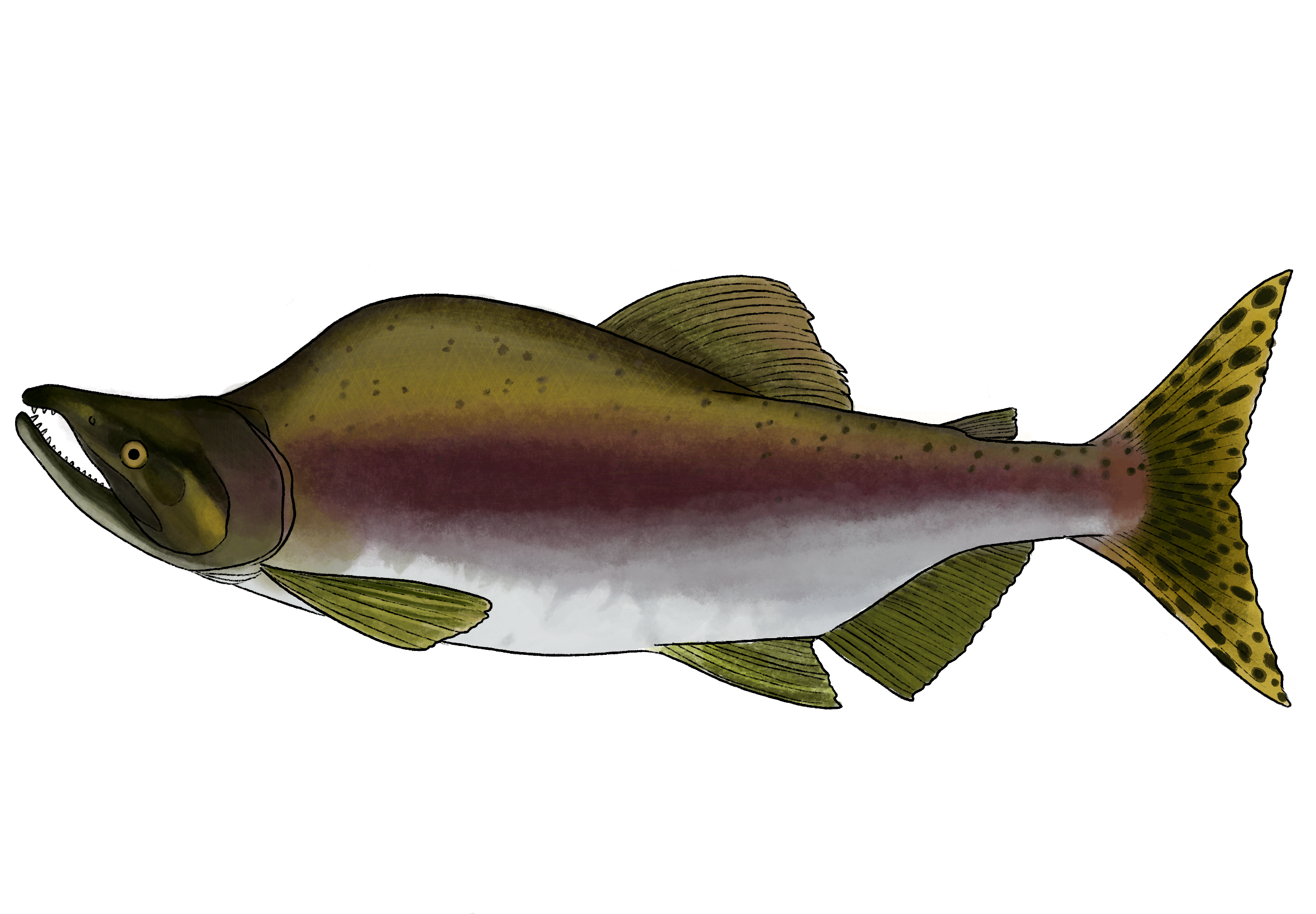 Pink salmon (O. gorbuscha) - Lilly Crosby