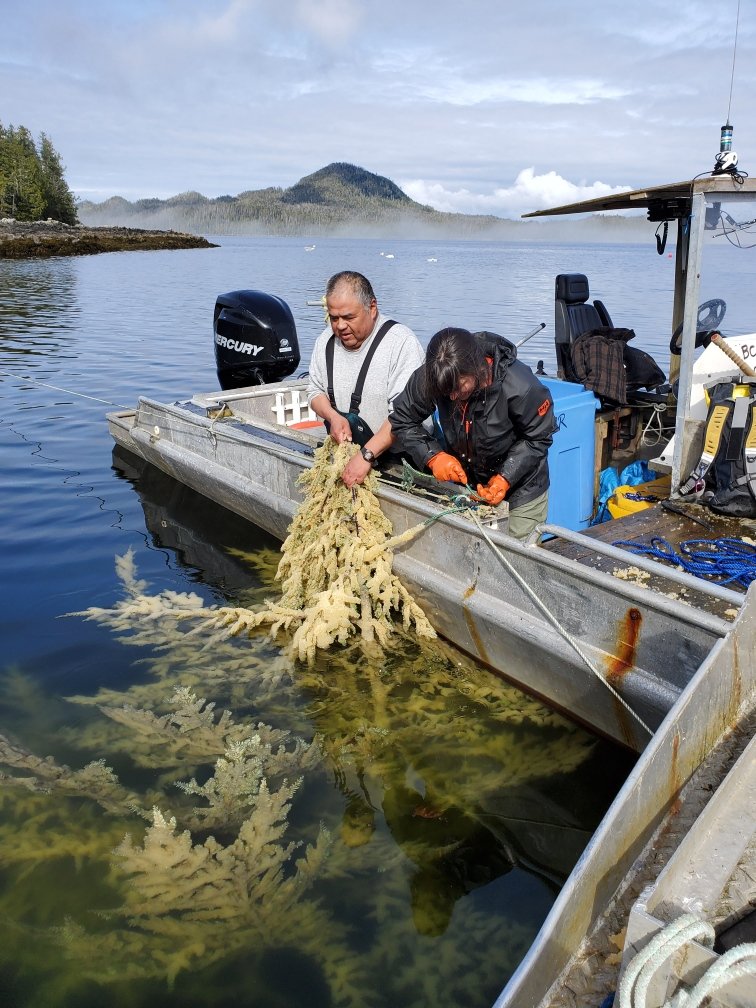 Herring Egg Gardens