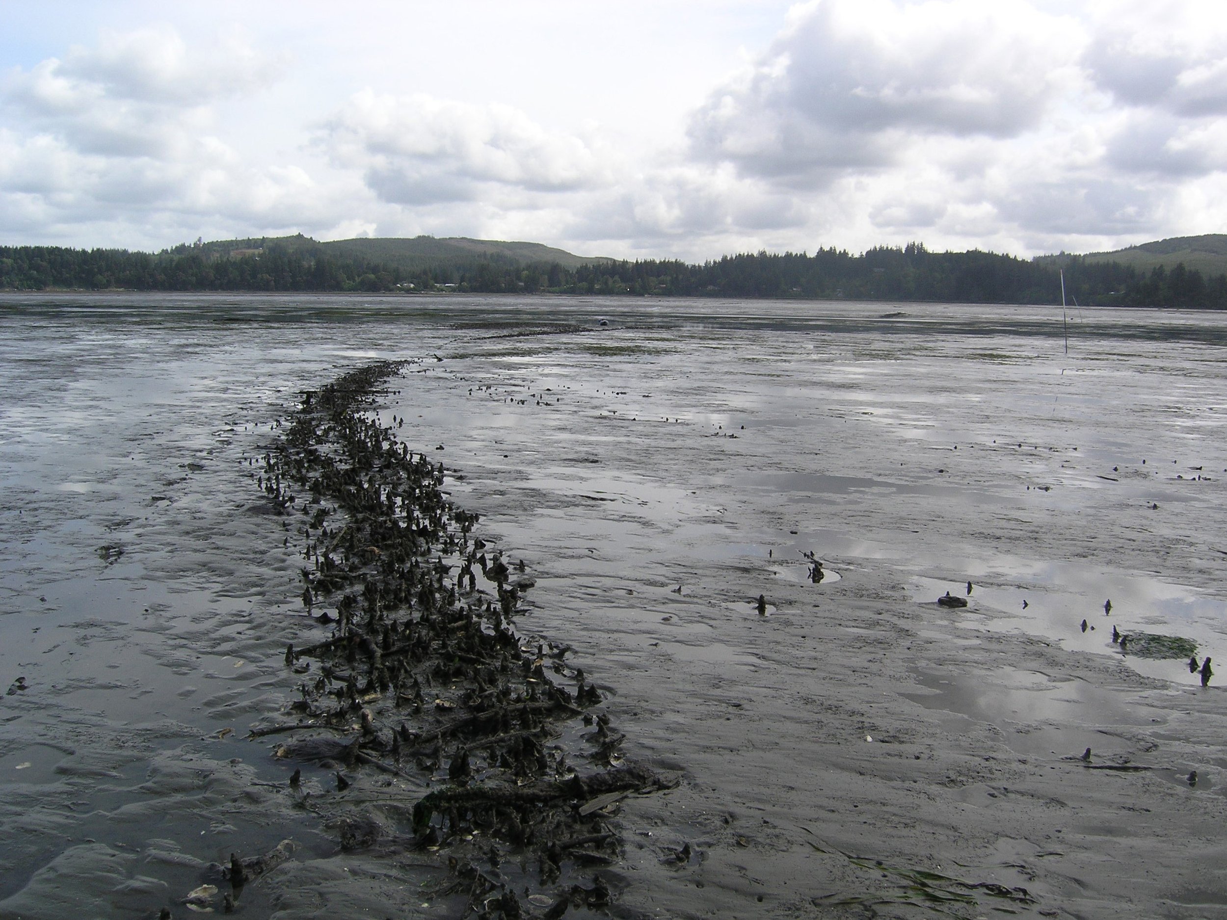 Wood Stake Weirs of Oregon