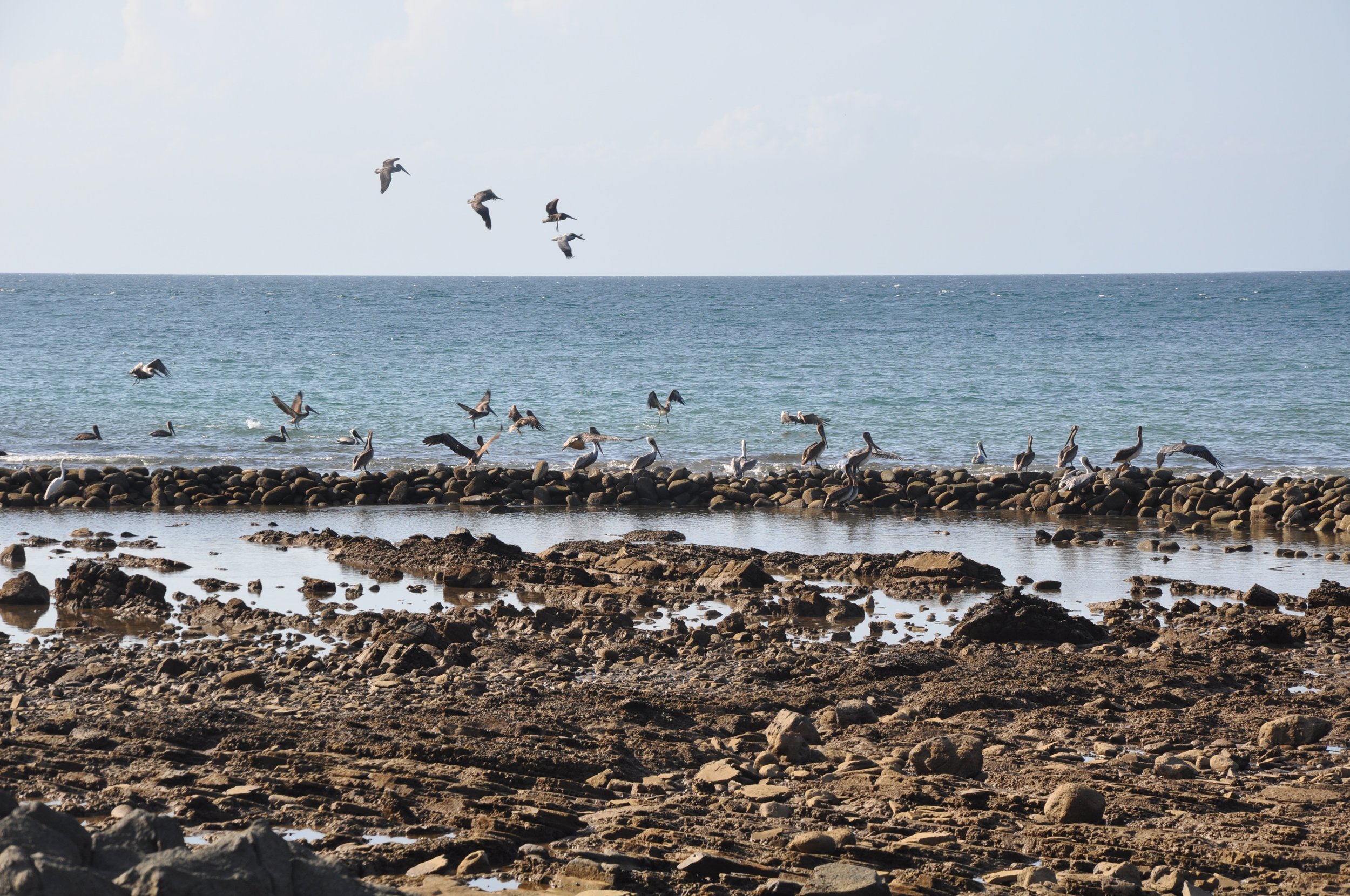 Tidal Traps &amp; Holding Ponds of Panama