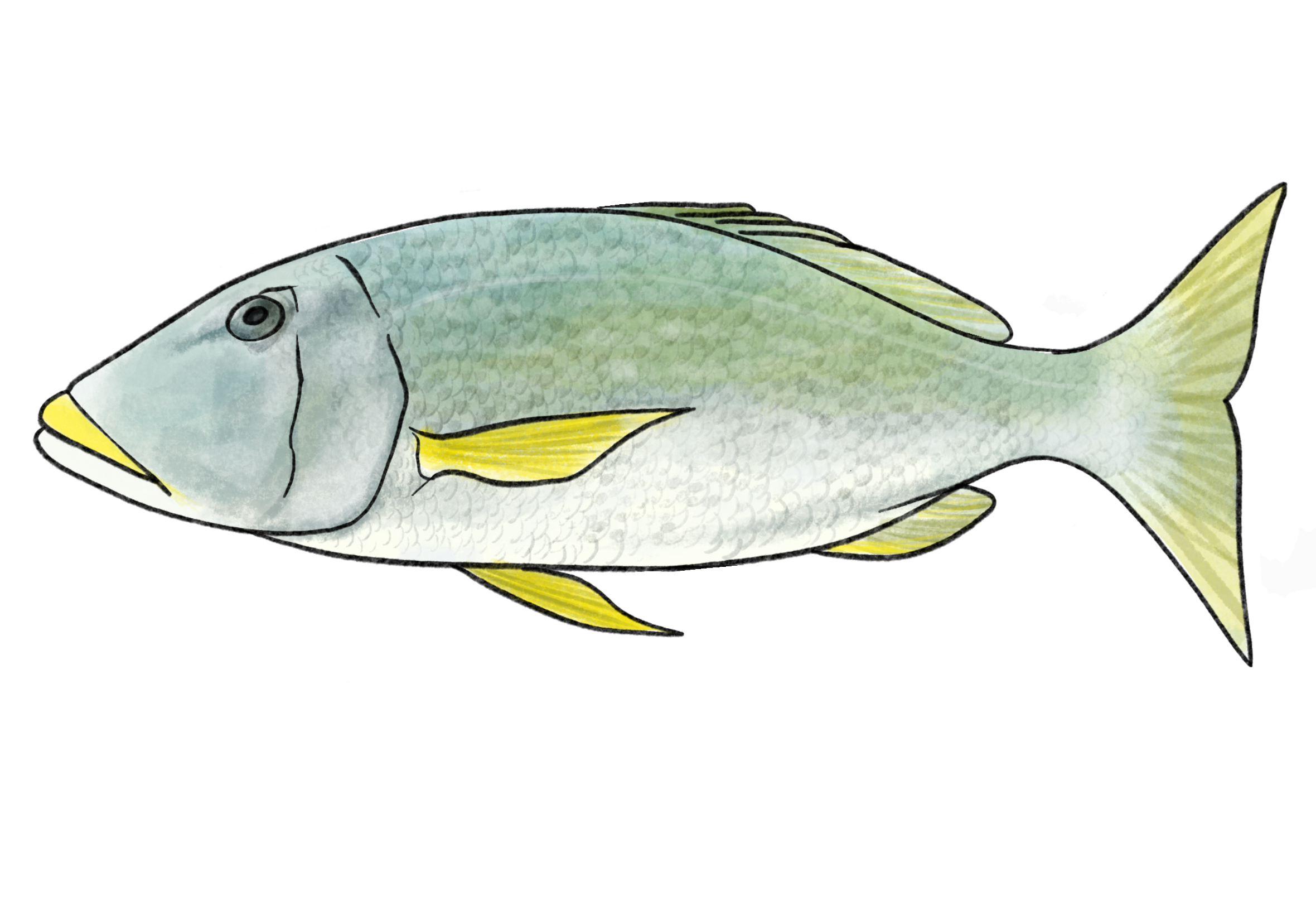 Yellow-lipped emperor fish - By Lilly Crosby