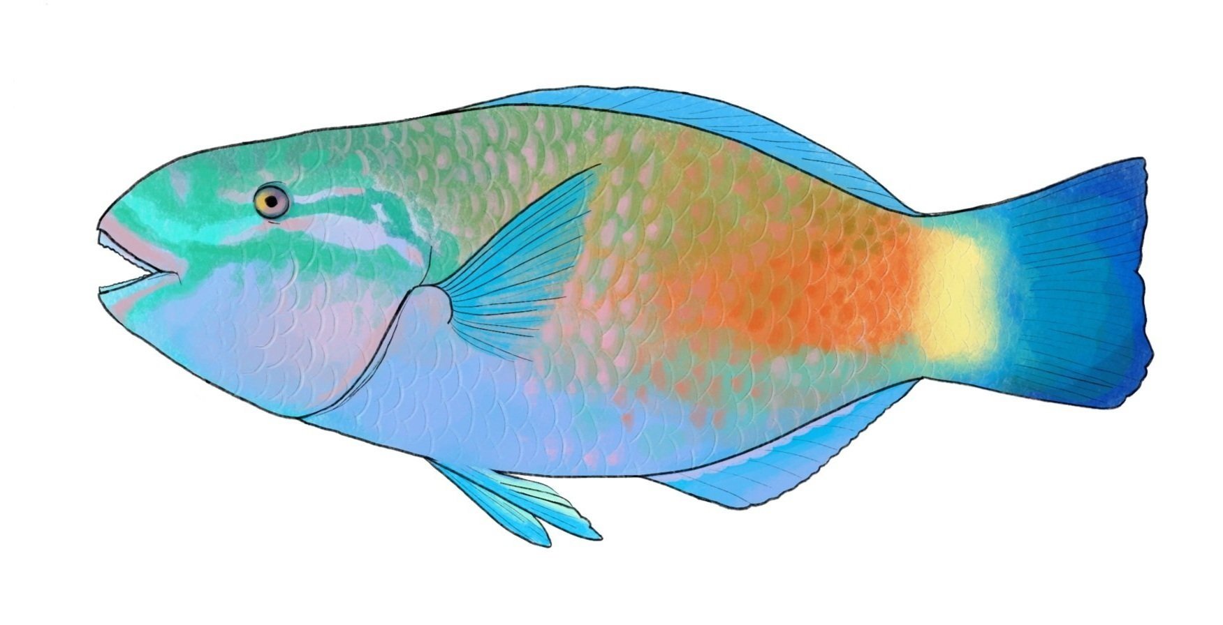 Bullethead parrotfish - By Lilly Crosby