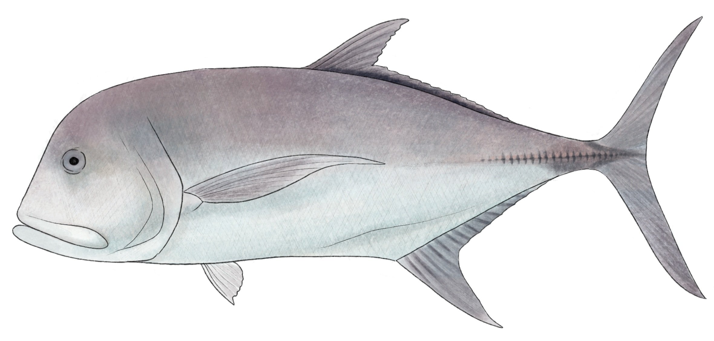 Giant trevally - By Lilly Crosby