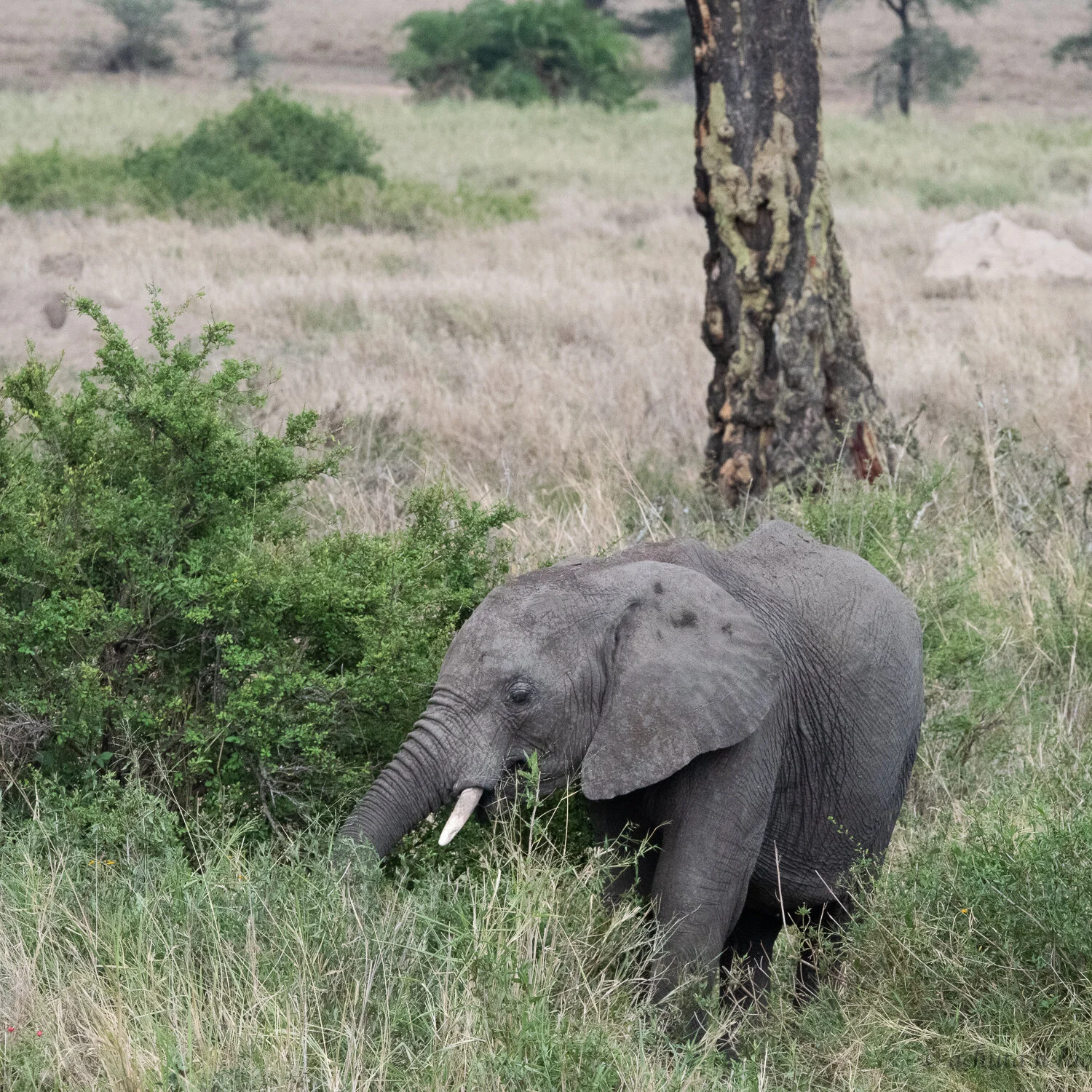 babies in the wild-2.jpg