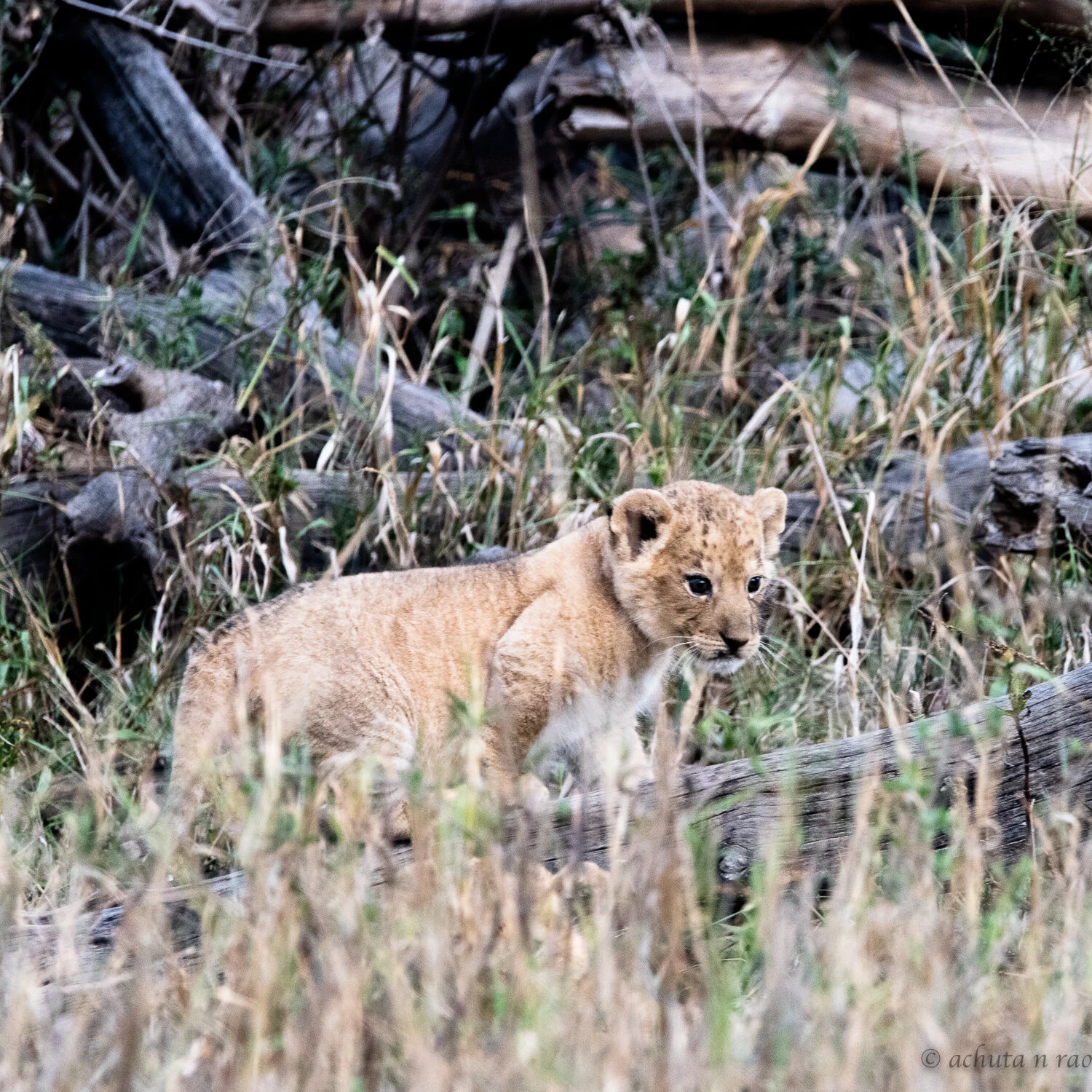 babies in the wild-3.jpg