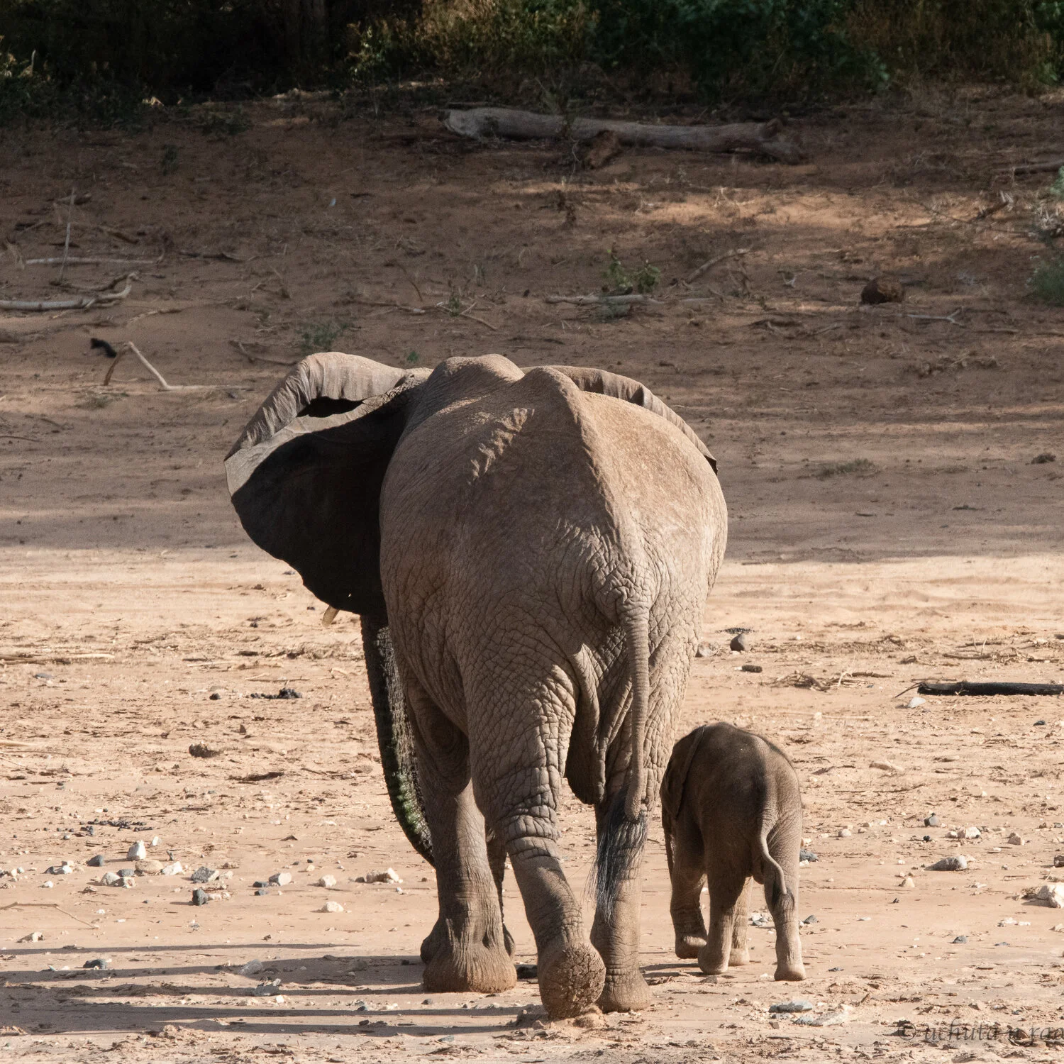 babies in the wild-5.jpg