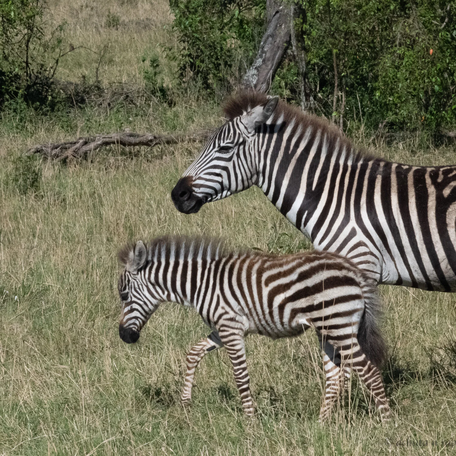 babies in the wild-4.jpg