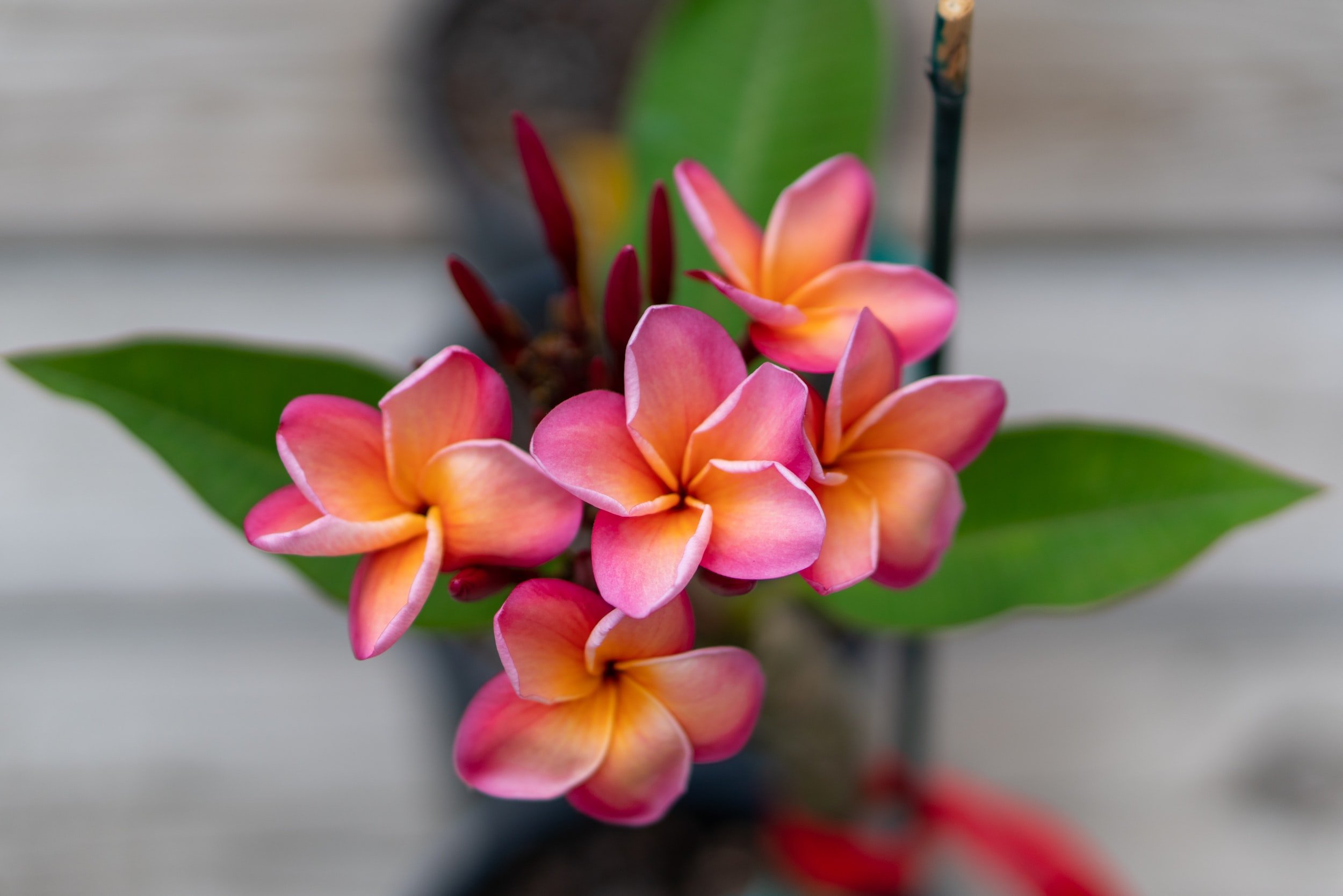 Lei Day Brews N’ Blooms at King Kamehameha's Kona Beach Hotel