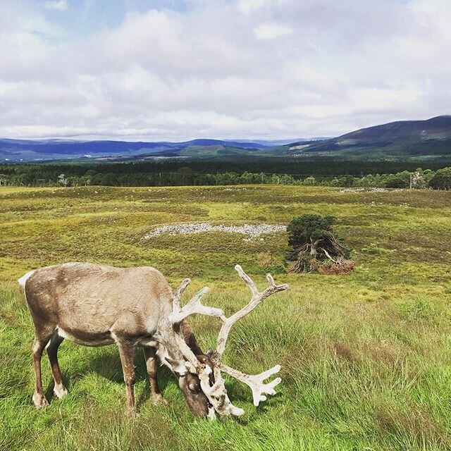 🏴󠁧󠁢󠁳󠁣󠁴󠁿 Cairngorms National Park memories. 
That time we hiked and found reindeers 🦌

#cairngormsnationalpark #scotland #reindeer #thinkgloballylivelocally