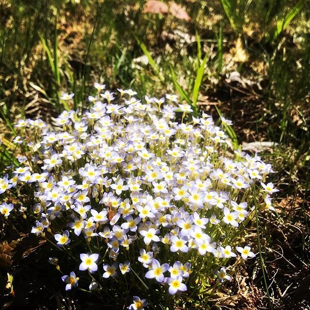 Spring has sprung in schroon lake🌼🌸
.
.
#thinkgloballylivelocally #schroonlake #finallyspring #adarondacks #flowers