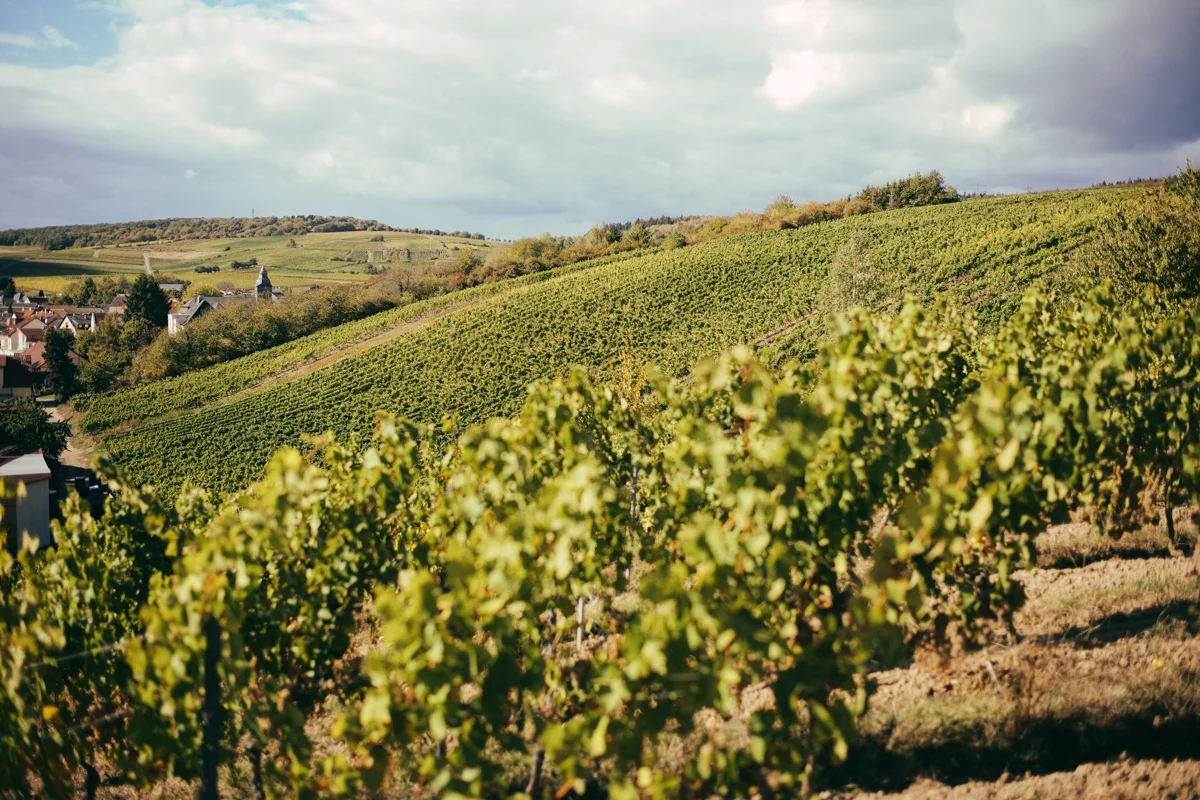 weingut_forster_shoot_steffenhenkel_web-76.jpg