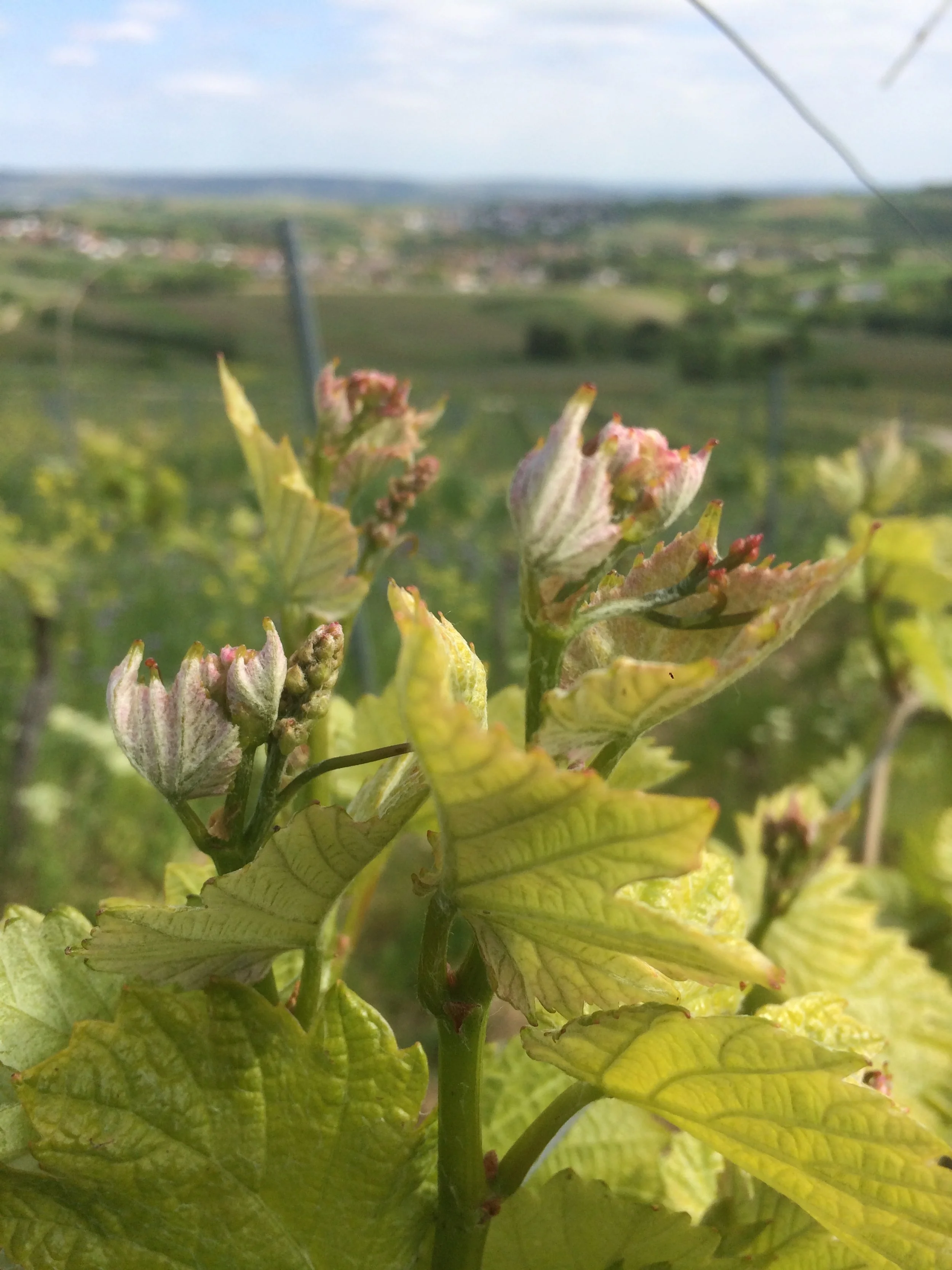 TEATIME im Weinberg oder warum wir Komposttee im Weinberg ausbringen
