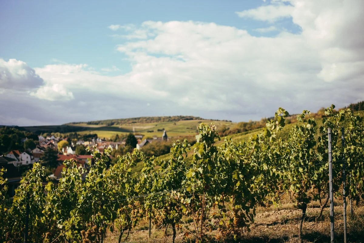weingut_forster_shoot_steffenhenkel_web-74.jpg