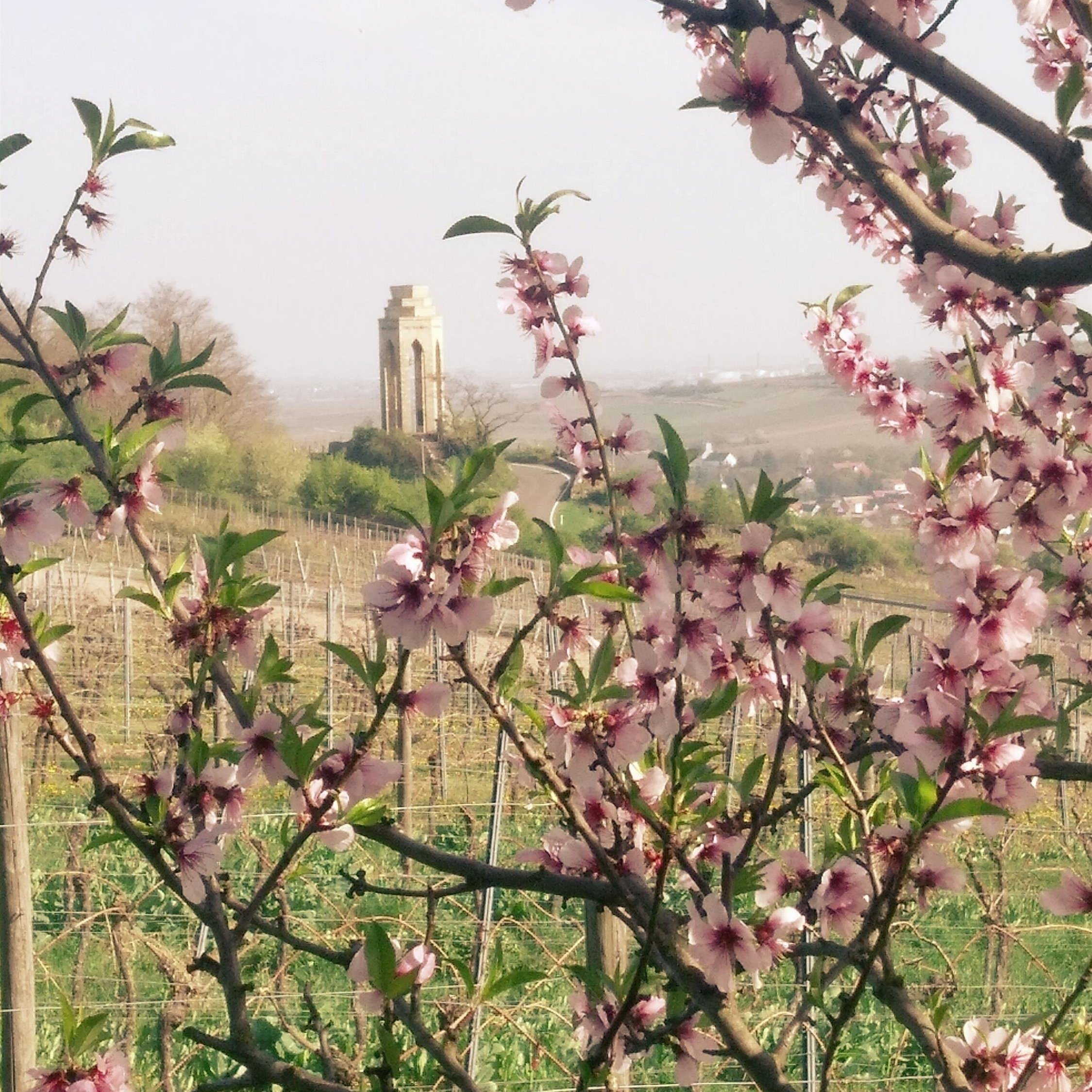 Donnersberger Weinforum 