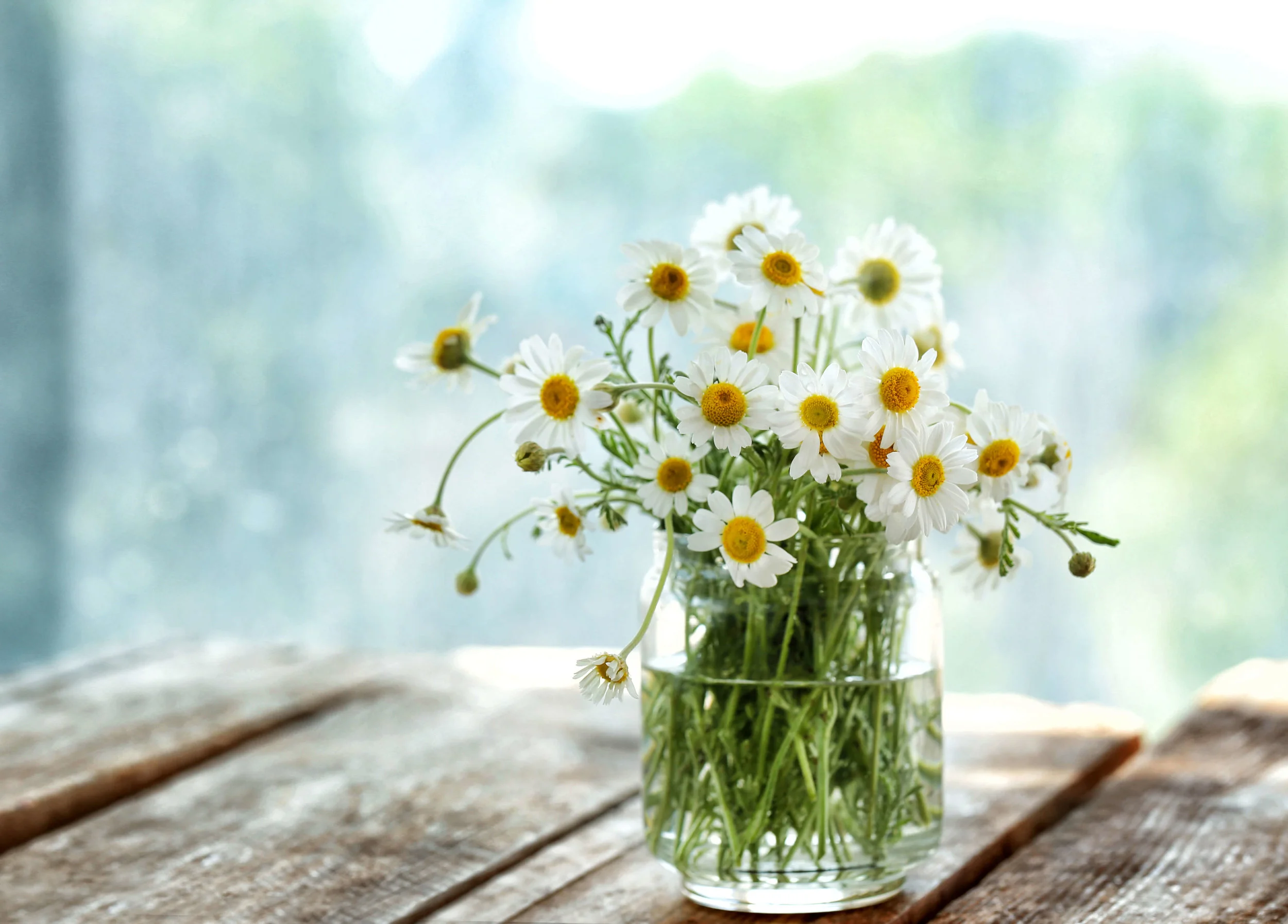 Daisy Flower Meaning In Tamil Language Best Flower Site