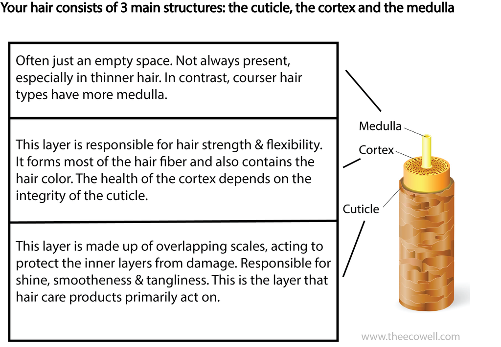 hair_structure_1024x1024.png