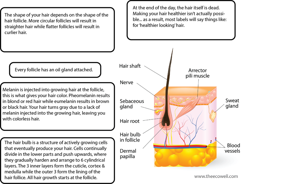 hair_structure_2_1024x1024.png