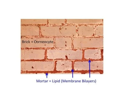Bricks-and-Mortar-Model-of-Stratum-Corneum-480_large.jpg