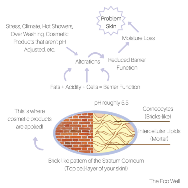 Stratum_Corneum_grande.png