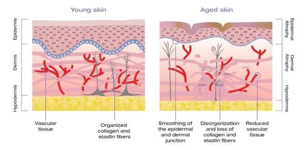 Updated_About_Your_Skin_Graphic_grande_ba93eb0e-c93e-4672-9a75-e2ed2aedb693_grande.jpg
