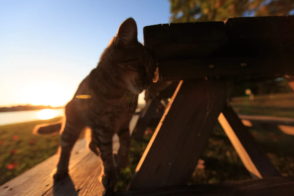 North Carolina Trip - Day 2: Freedom Park &amp; Queens Road  