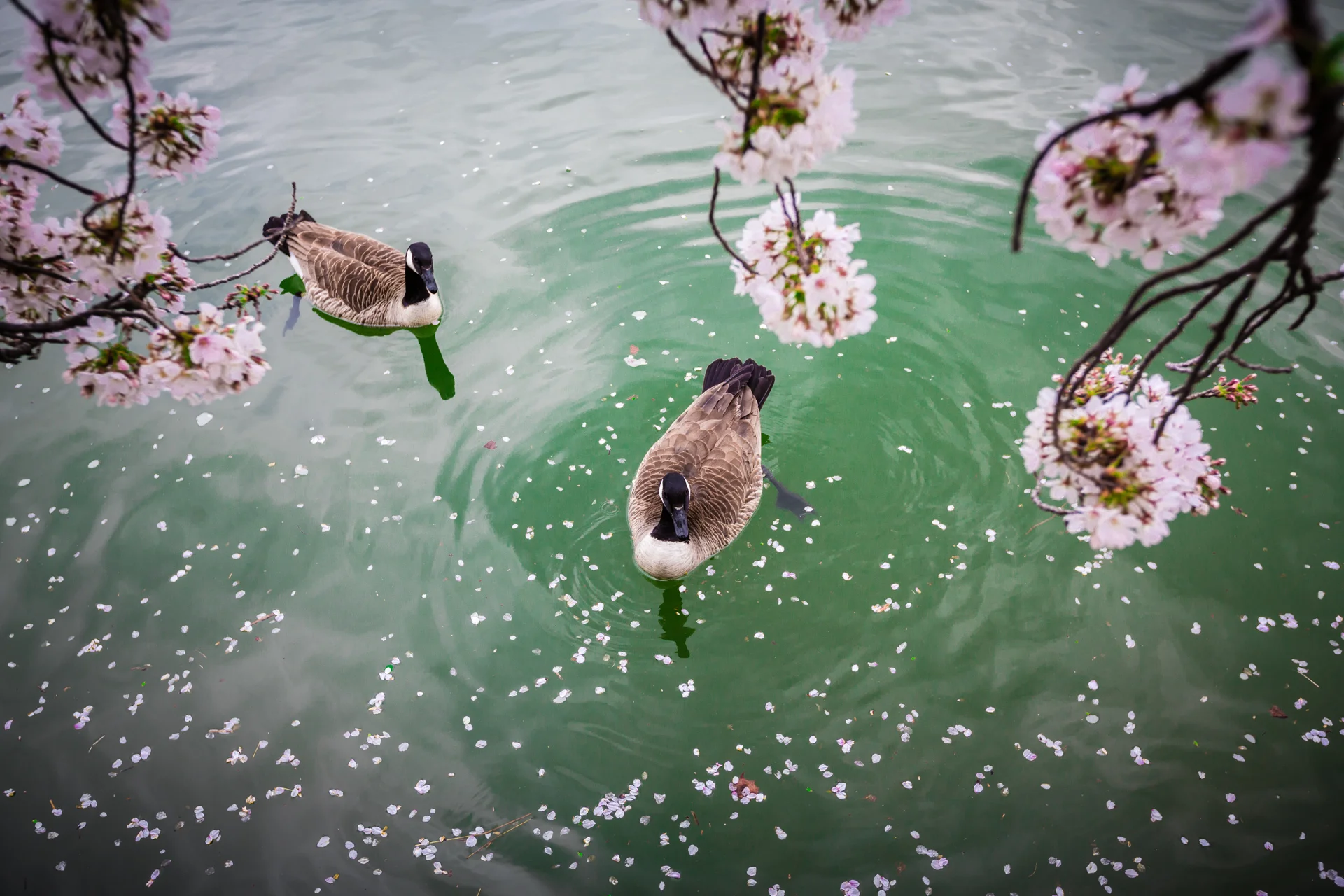How to photograph cherry blossom in Washington DC