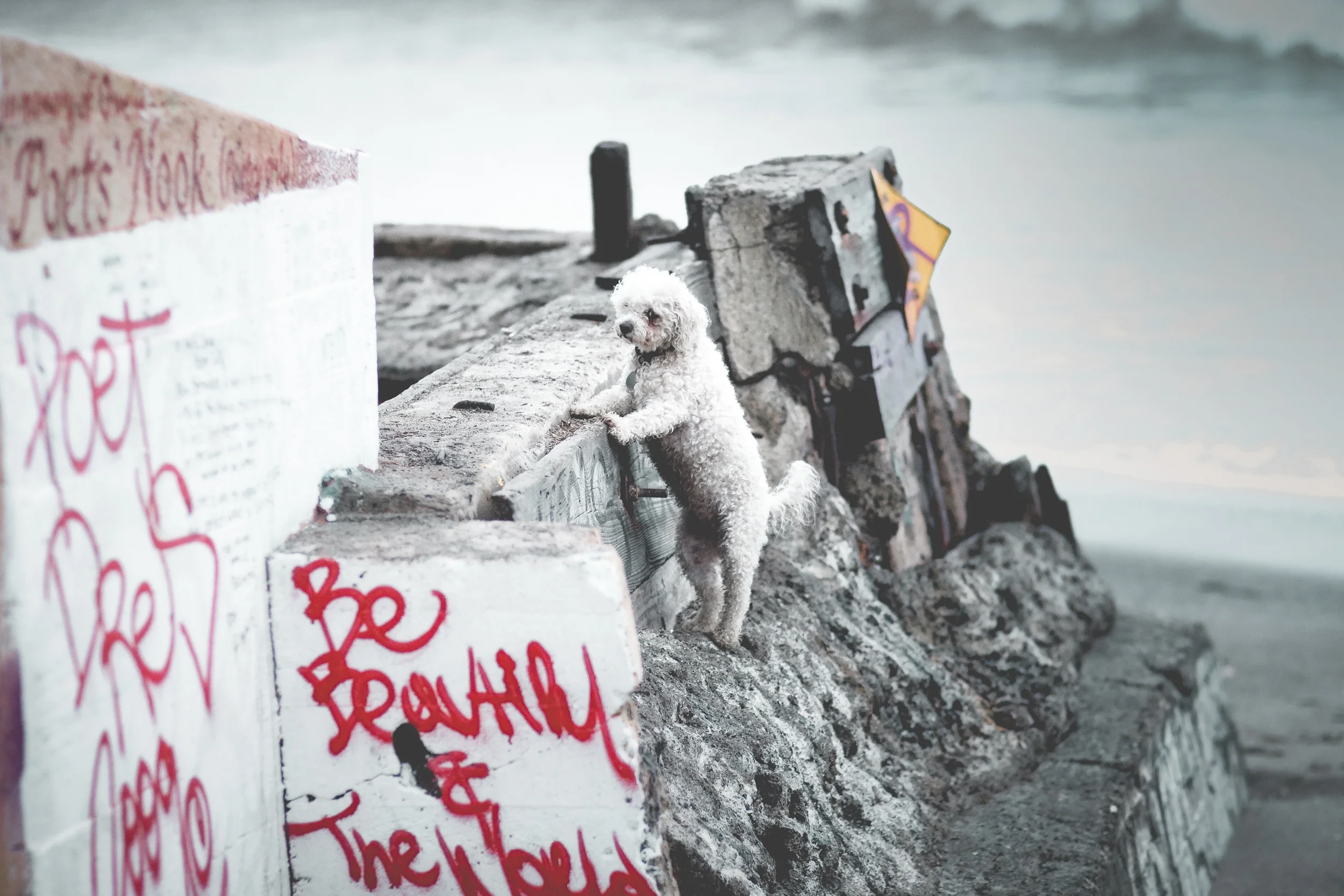 dog on the beach.jpg
