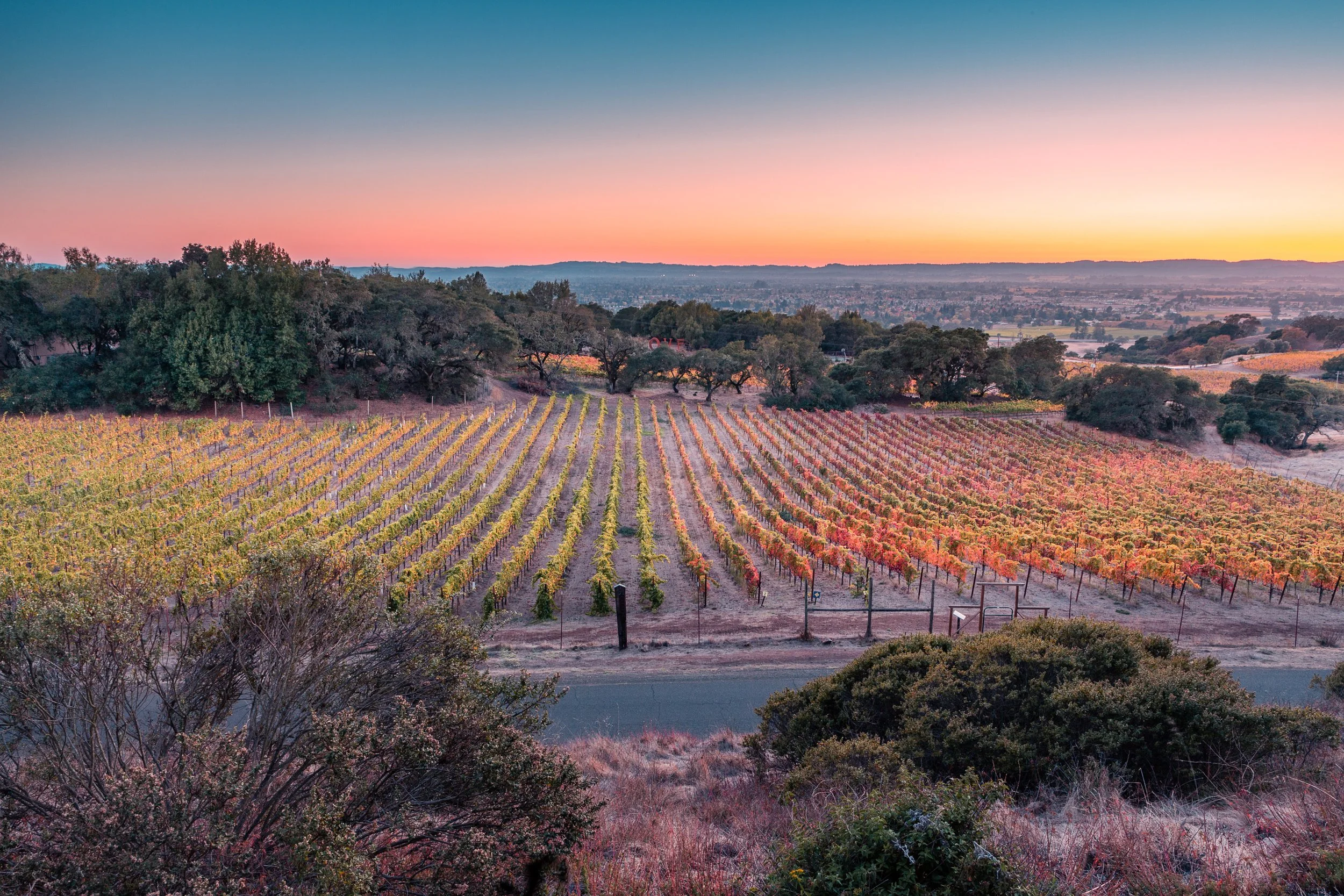 vin rouge et longévité