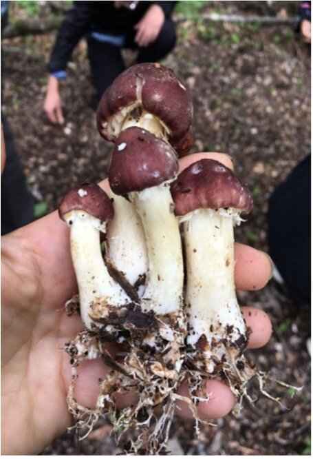 mushroom1.jpg