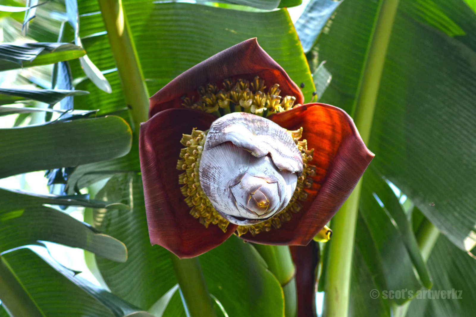 Banana Tree