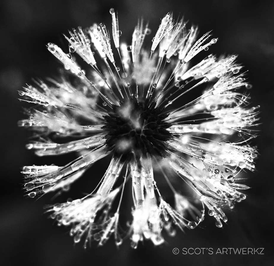 DANDY LION