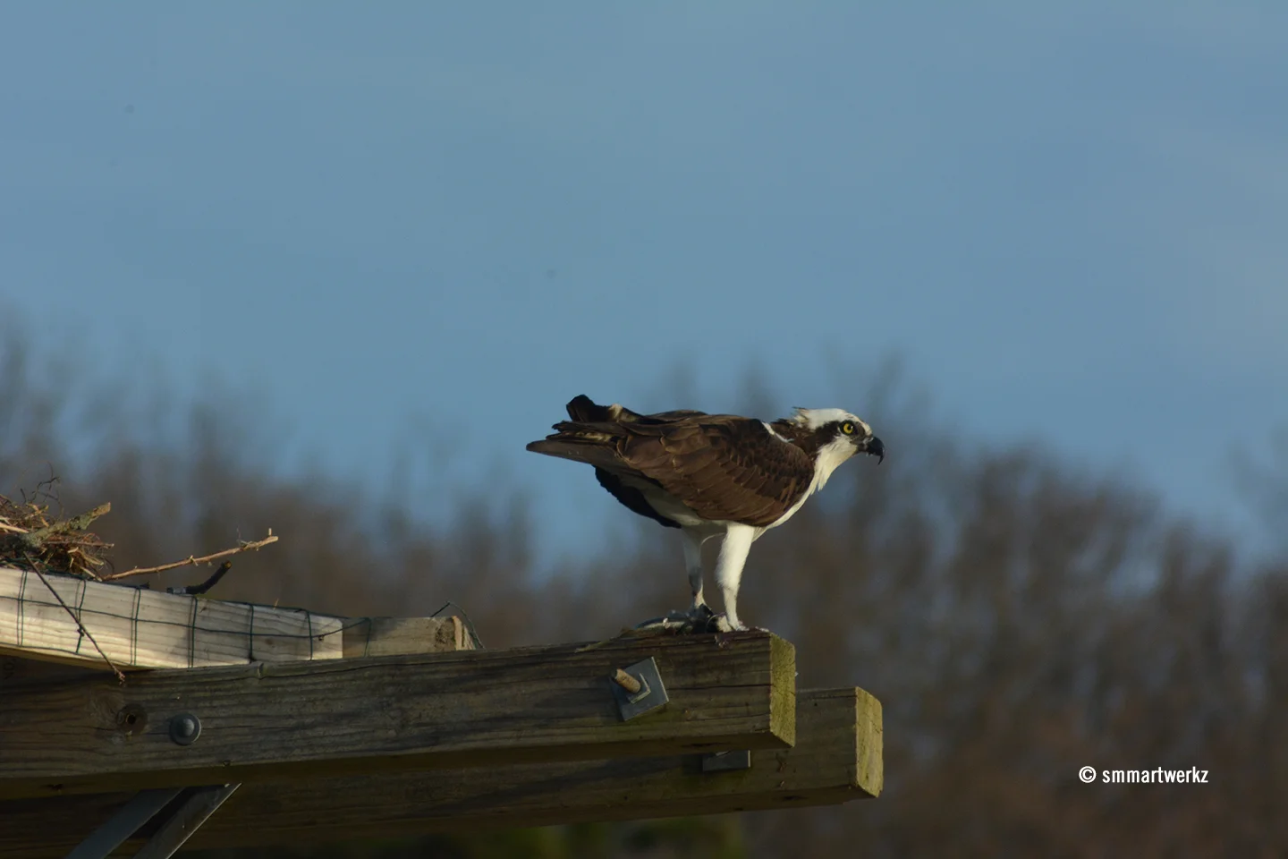 osprey eyed