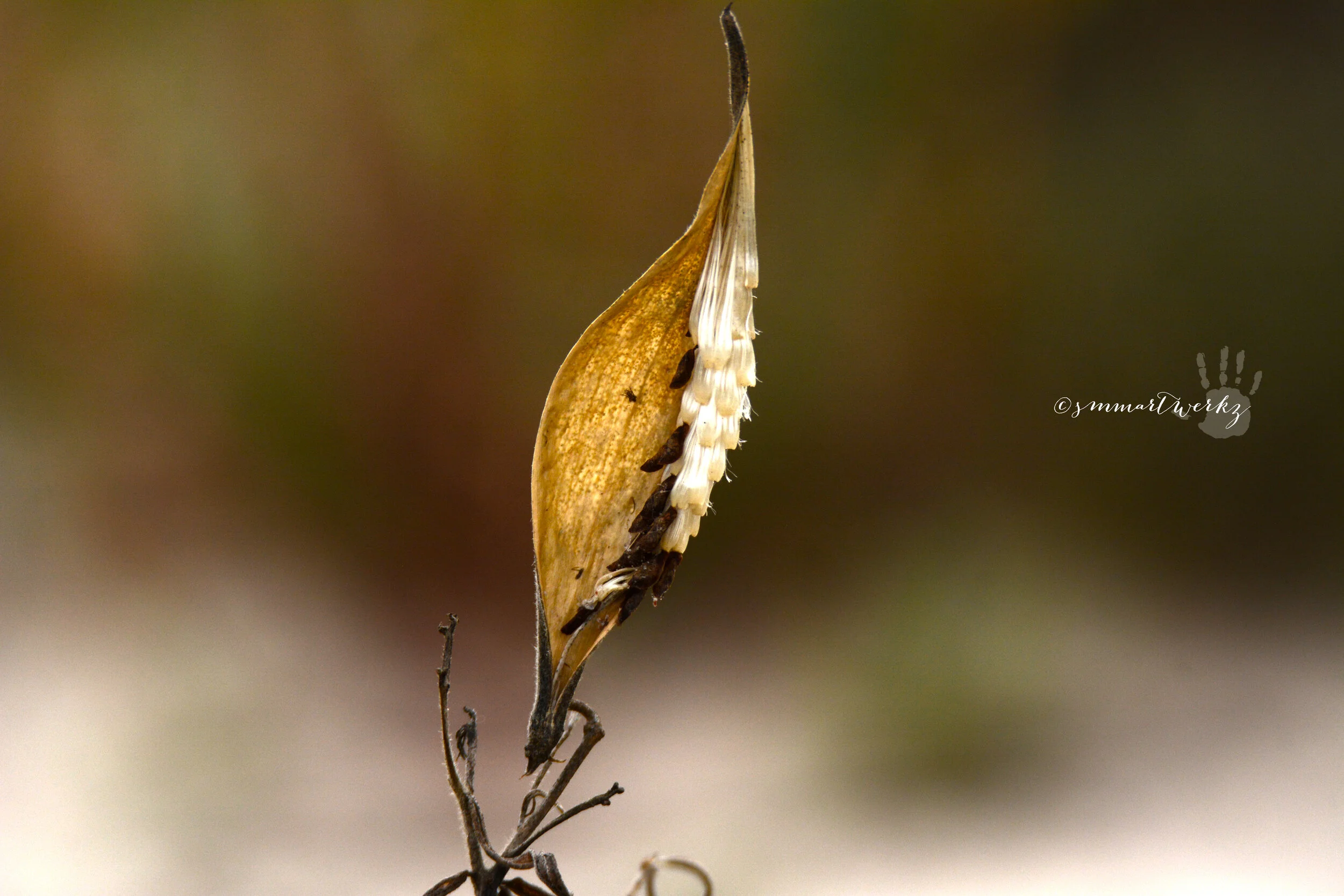 whispering wind