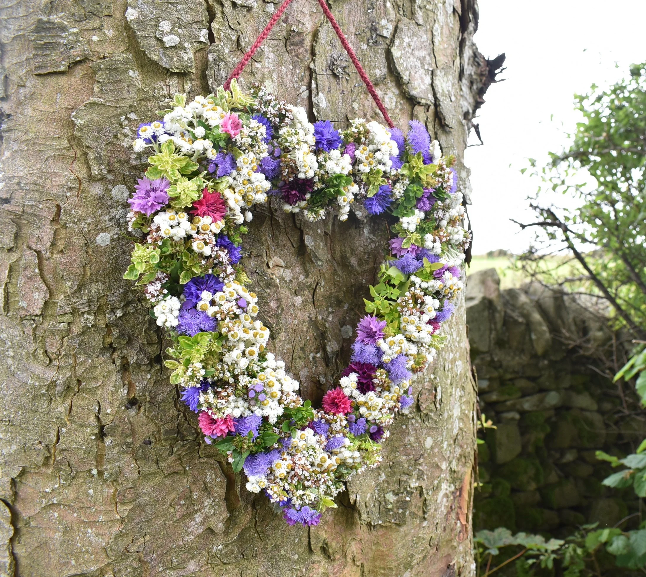 Summer heart on sycamore tree.JPG