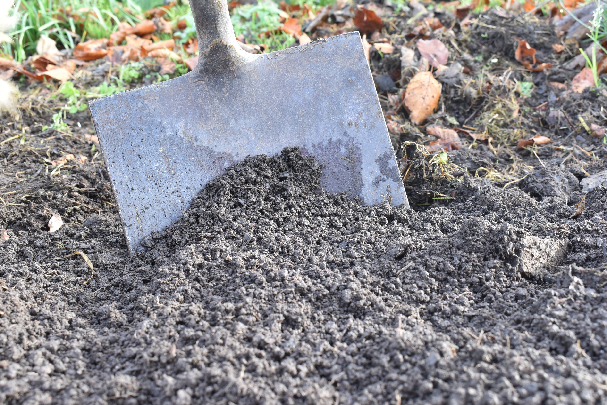 Spade in soil.JPG