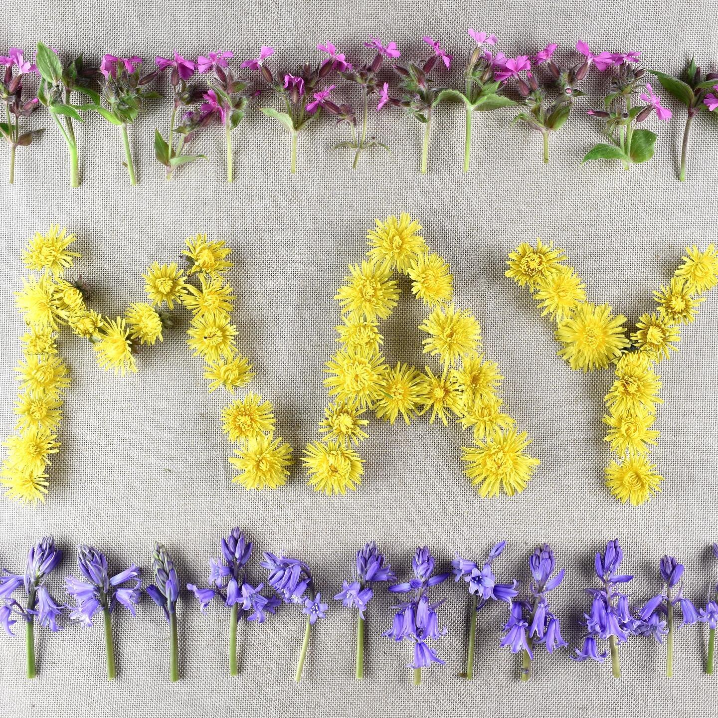 Wildflowers for May.

#scottishflowerfarmer 
#scottishflowers
#sustainableflowersscotland
#dandelions
#ecofriendlyliving
#flowerphotography
#floralcollage
#botanicalstyling
#mayflowers
#grownnotflown
#hedgerows
#scottishlife
#scottishborders
#seasona