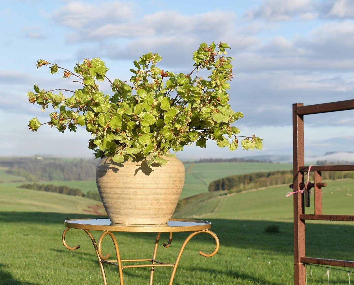 Beautiful beech in a stone bowl. 

#scottishflowerfarmer 
#lammermuirhills 
#abbeystbathans
#scottishflorist
#sustainableflowersscotland
#grownnotflown
#flowerarrangement
#scottishborders
#britishflowers
#flowergrower
#inspiredbynature
#stylingthesea
