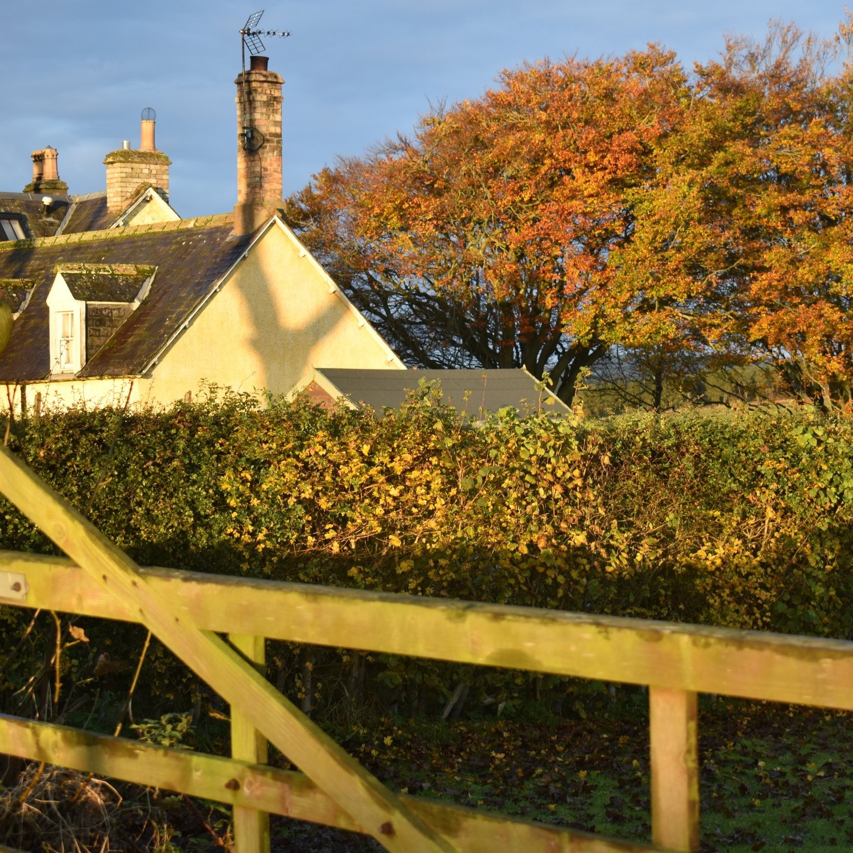 Shadows%2C+gate+and+magnificent+beech+trees.jpg