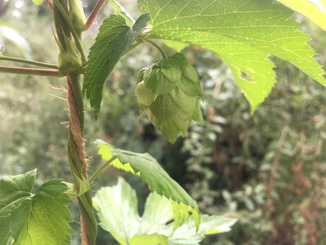 hopcentric-citra.jpg