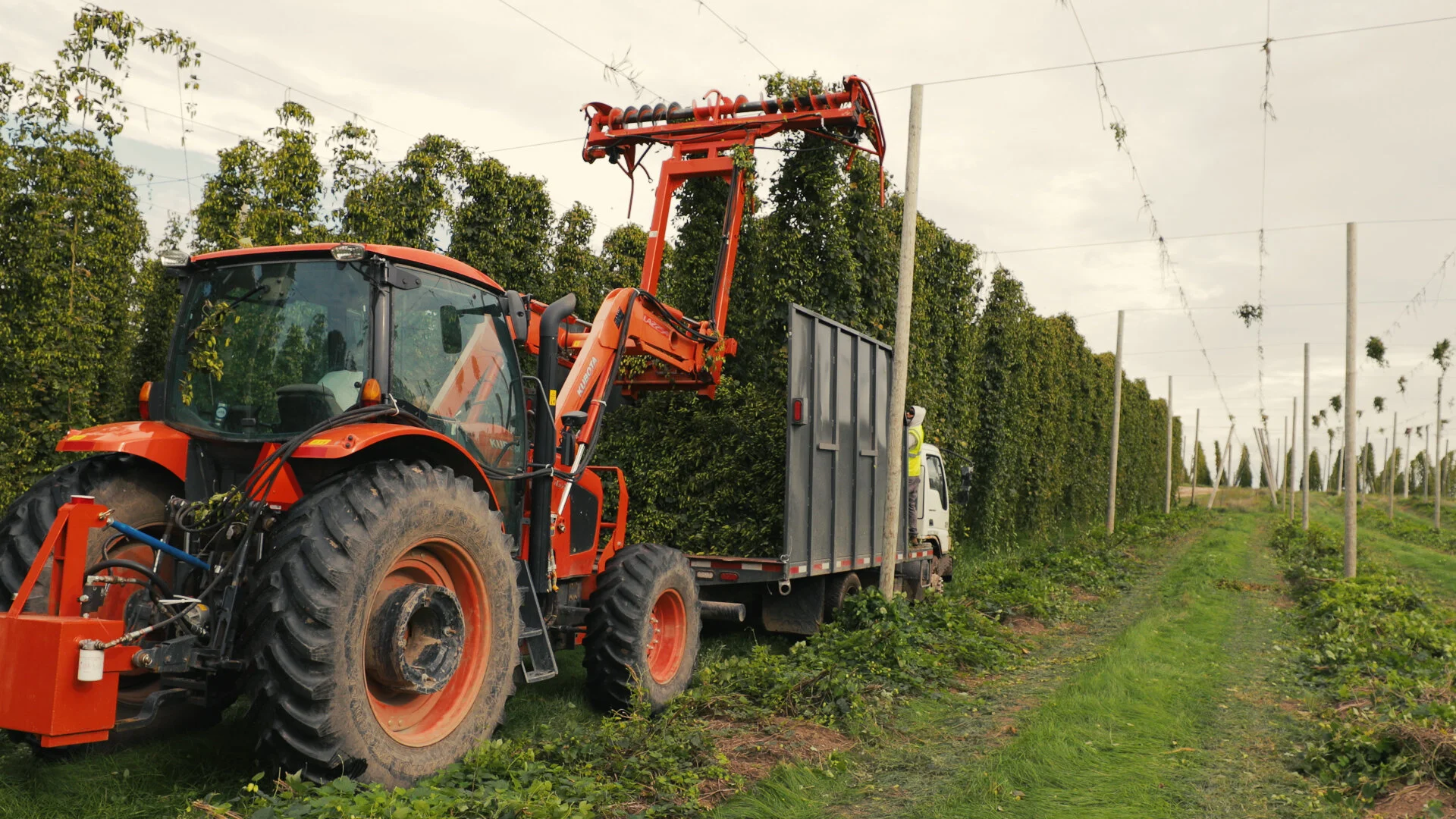 HarvestAleThumbnail-1.jpg