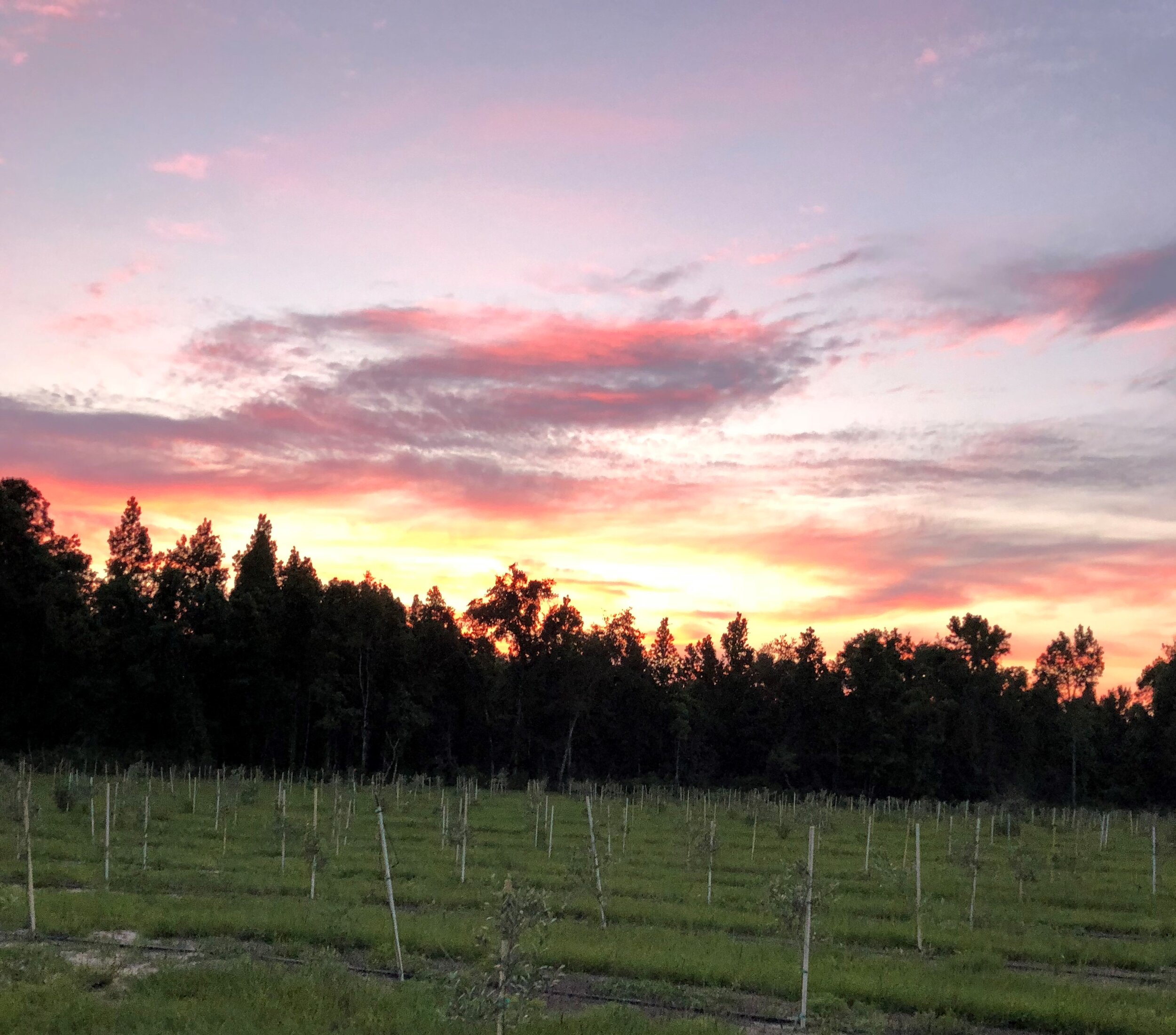 Beautiful sunset from our Florida Orchard