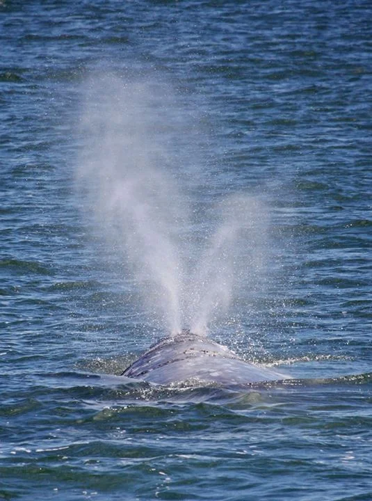 Puget Sound Express - A Spy Hop Away