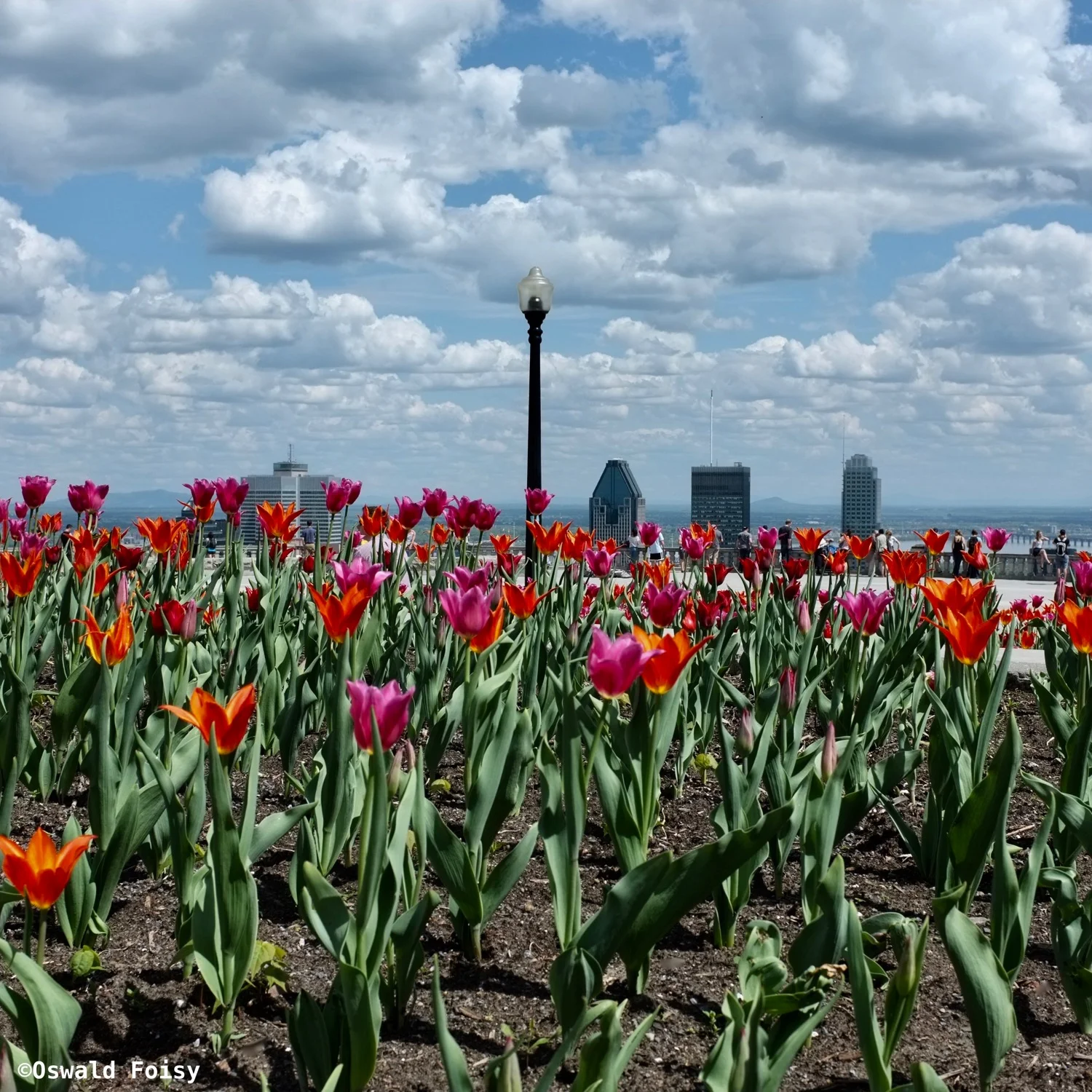 MontRoyal,pr.2014.2014-007.jpg